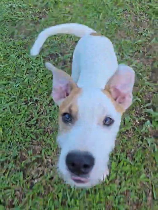 Enlarge Parche, a ADOPTABLE mixed breed in Huntington, NY video 4/6