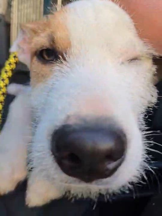 Enlarge Parche, a ADOPTABLE mixed breed in Huntington, NY video 3/6