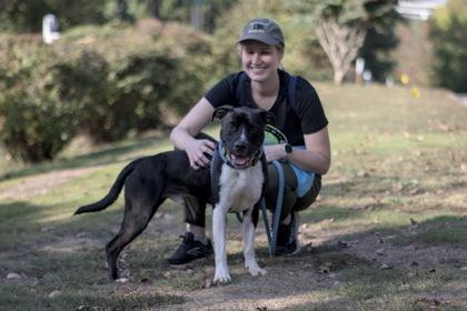 Hocus Pocus (Foster), Adoptable, Young Male Mixed Breed & Mixed Breed.