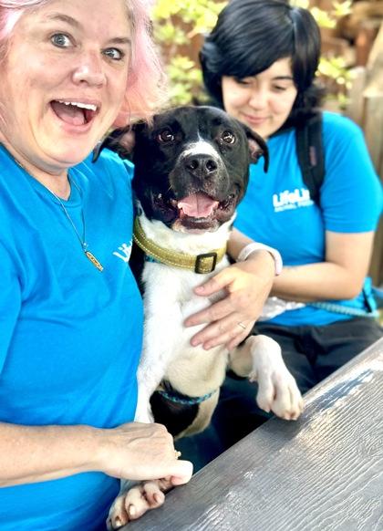 Hocus Pocus (Foster), Adoptable, Young Male Mixed Breed & Mixed Breed.