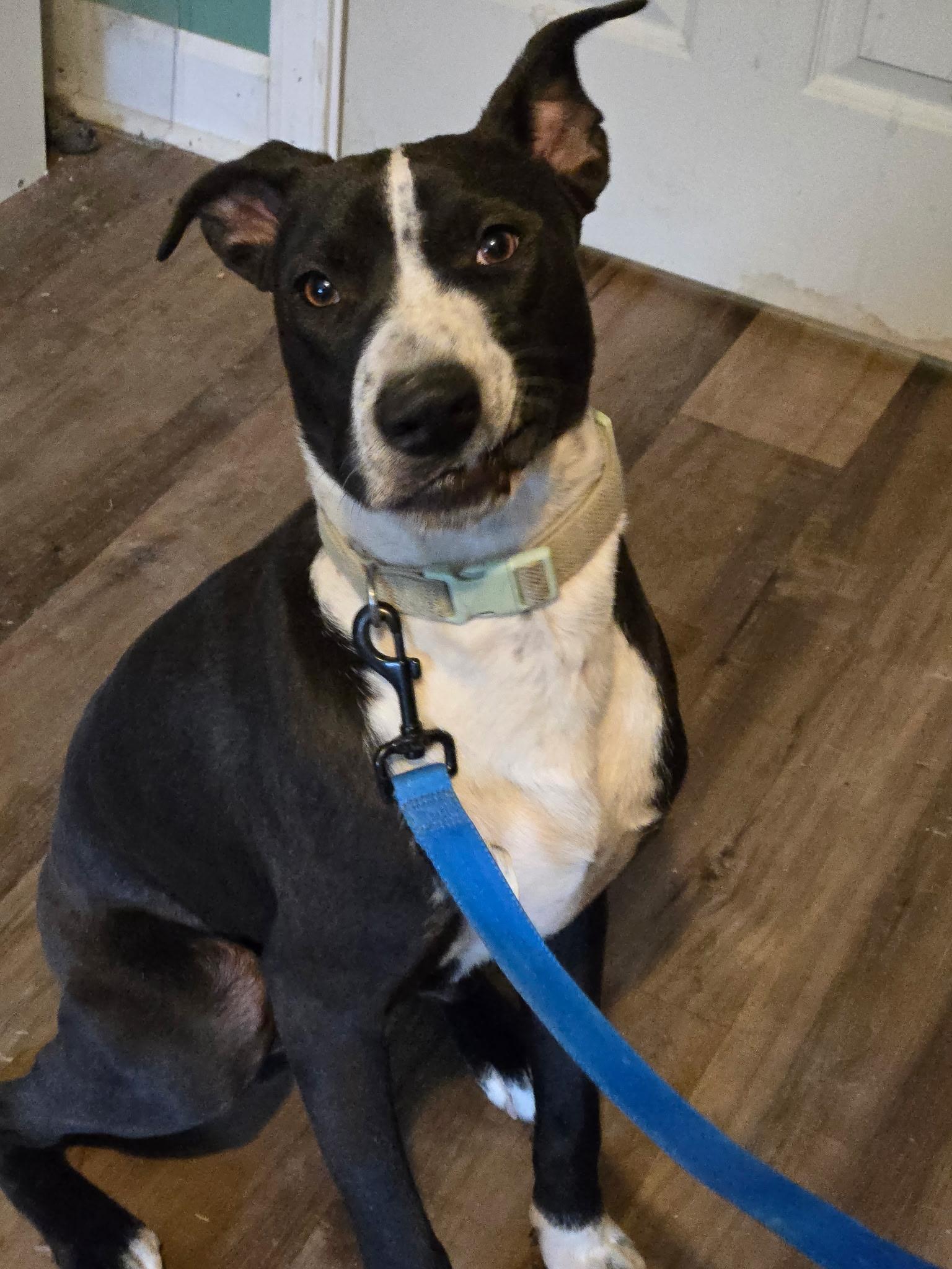 Tyson, a ADOPTABLE mixed breed in Woburn, MA image 3/3