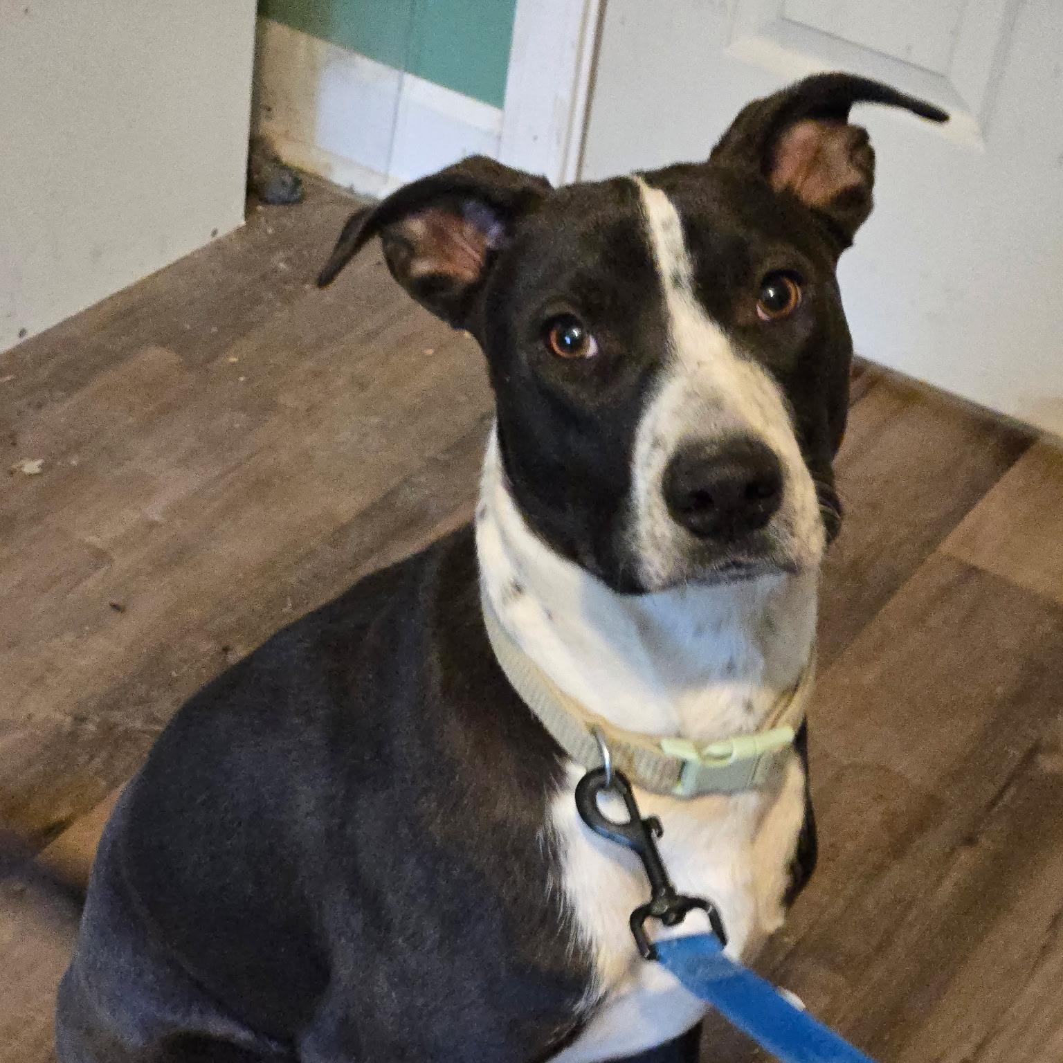 Tyson, a ADOPTABLE mixed breed in Woburn, MA image 1/3