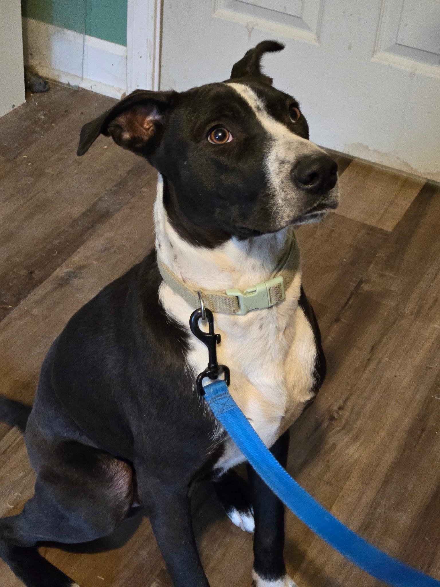 Tyson, a ADOPTABLE mixed breed in Woburn, MA image 2/3
