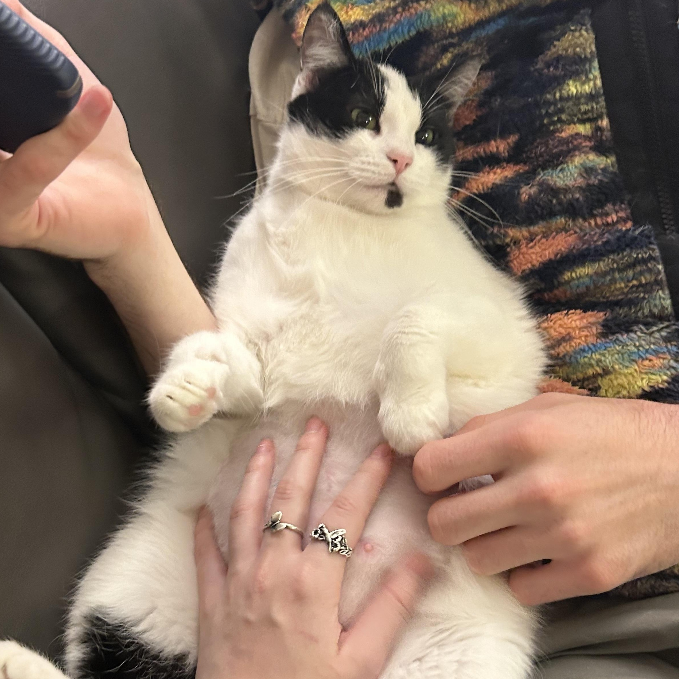 Tinsel, a Adoptable Domestic Short Hair in San Luis Obispo, CA image 3/5