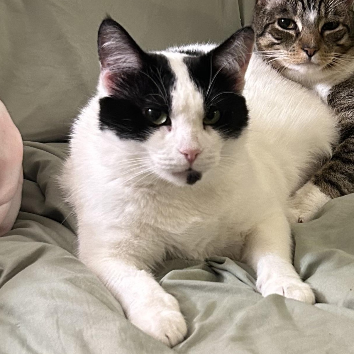 Tinsel, Adoptable, Adult Female Domestic Short Hair.