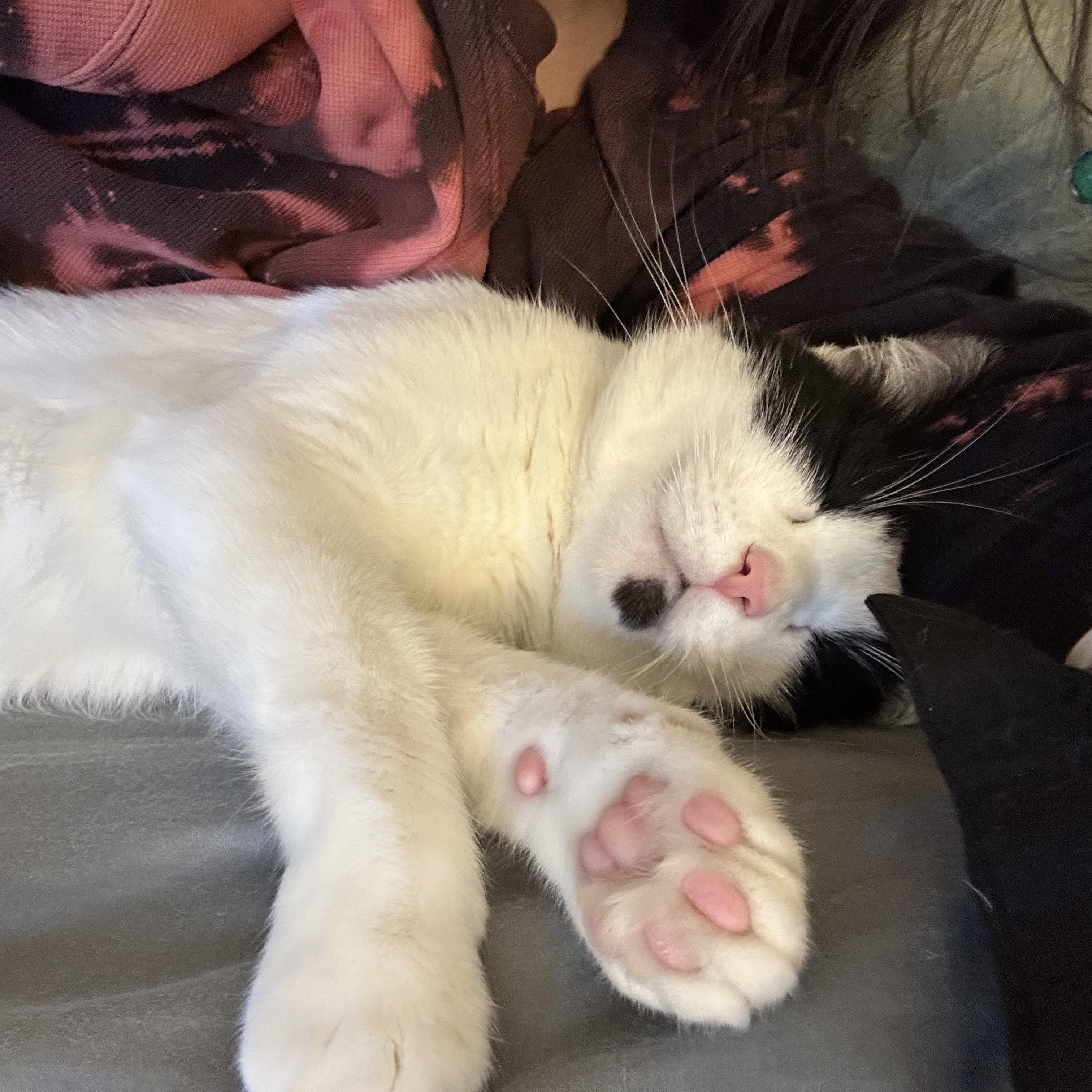 Tinsel, a Adoptable Domestic Short Hair in San Luis Obispo, CA image 2/5