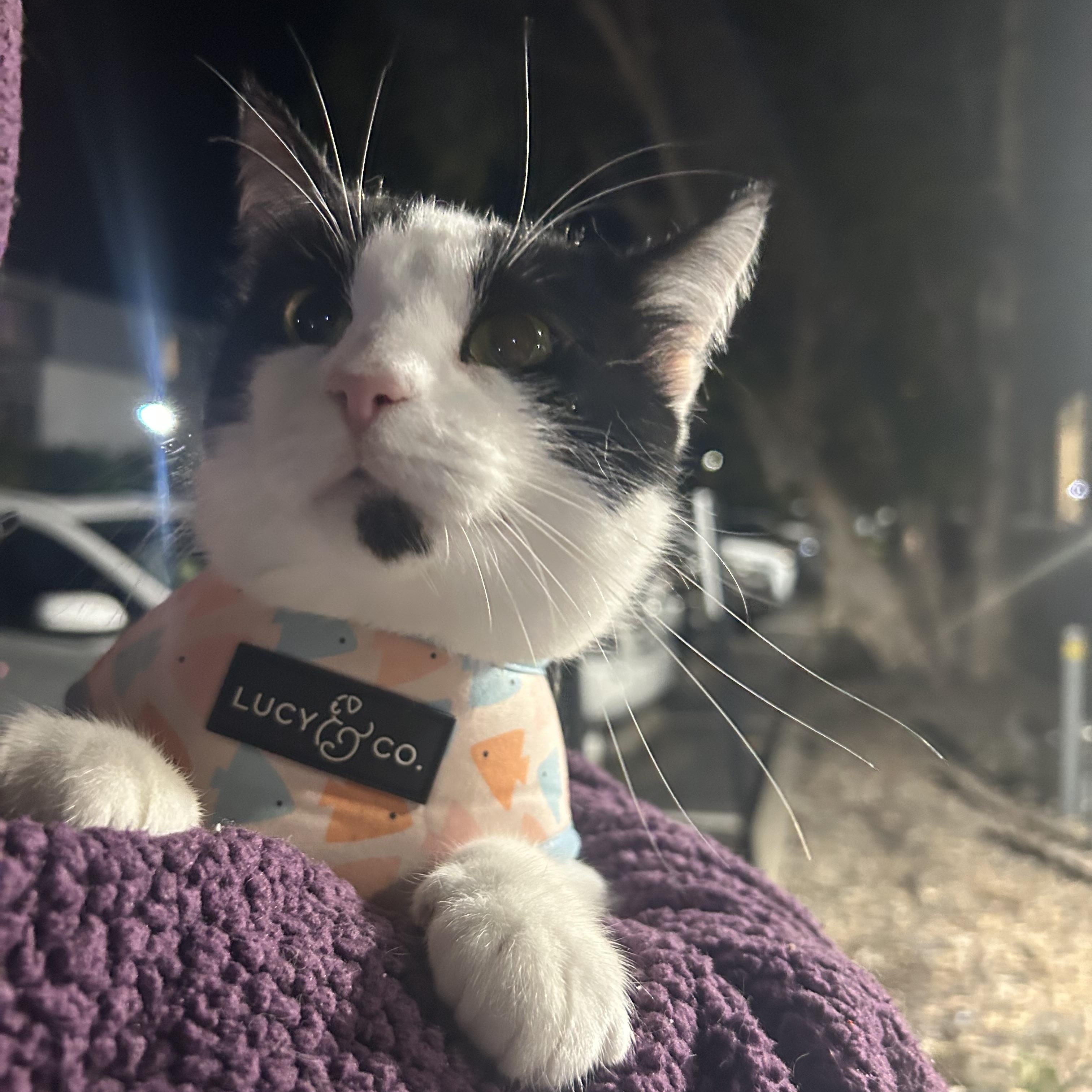 Tinsel, a Adoptable Domestic Short Hair in San Luis Obispo, CA image 4/5