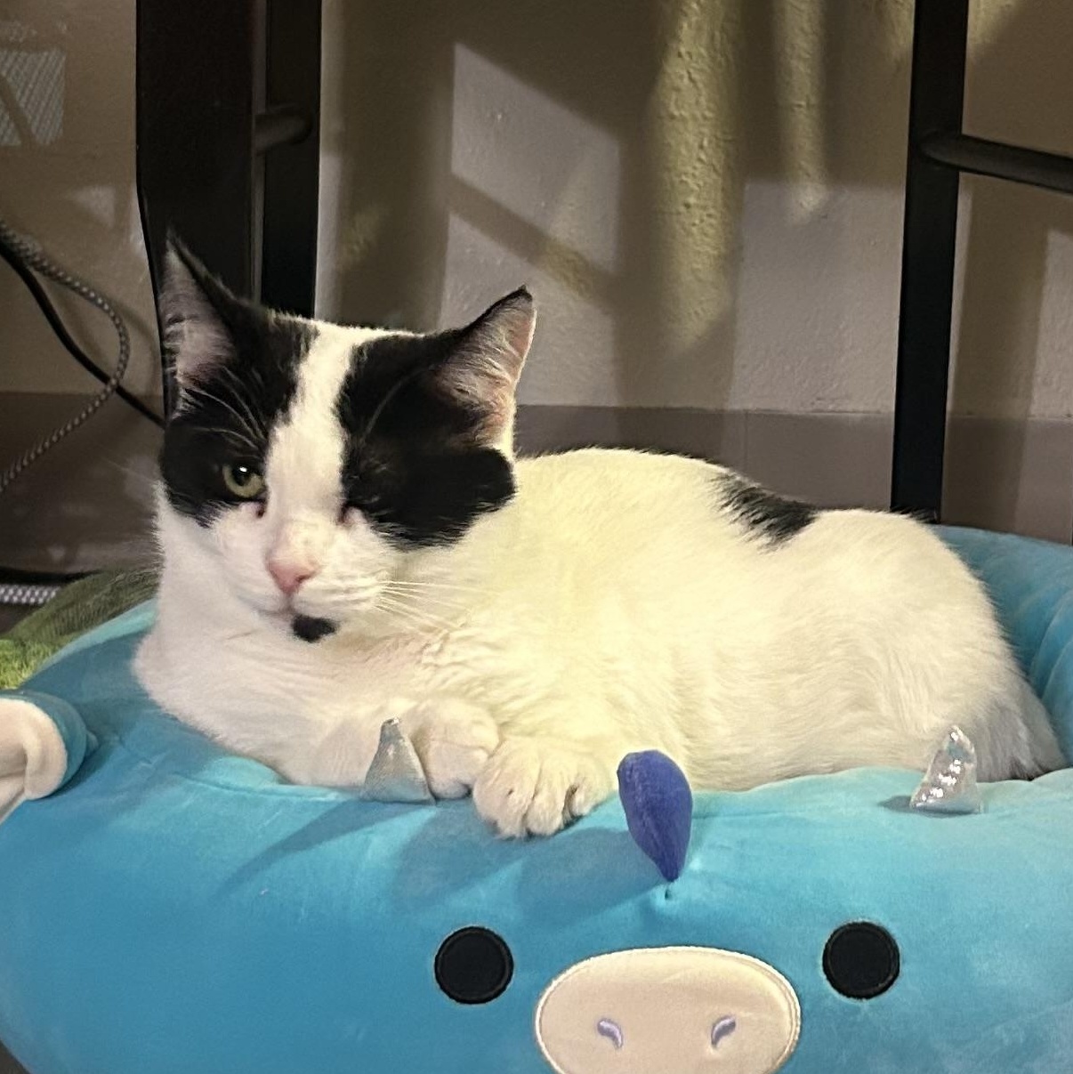 Tinsel, a Adoptable Domestic Short Hair in San Luis Obispo, CA image 5/5