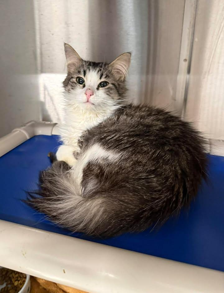 Enlarge Gizmo, a ADOPTABLE Domestic Medium Hair in Shelby, MI image 1/1