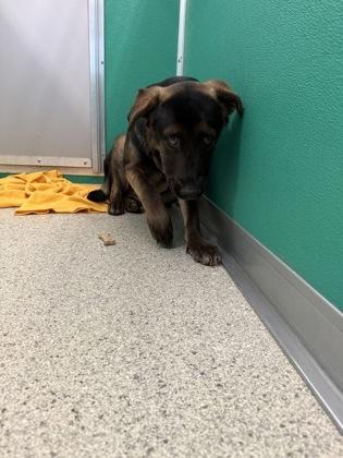 Jaycee, Adoptable, Young Female German Shepherd Dog & Mixed Breed.