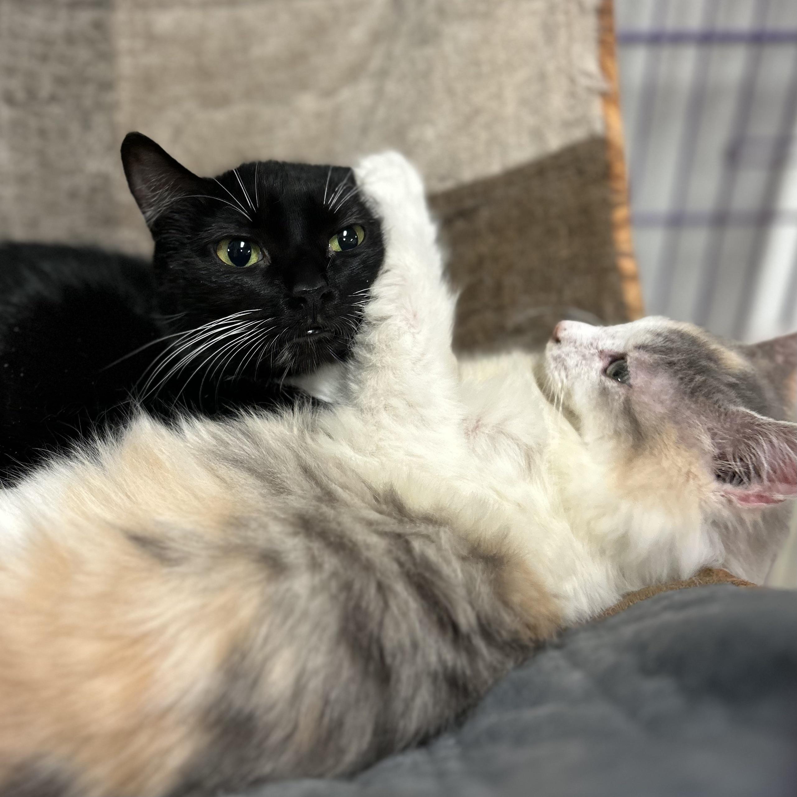 Enlarge Honolulu & Hawaii, a Adoptable American Shorthair in Seguin, TX image 4/6