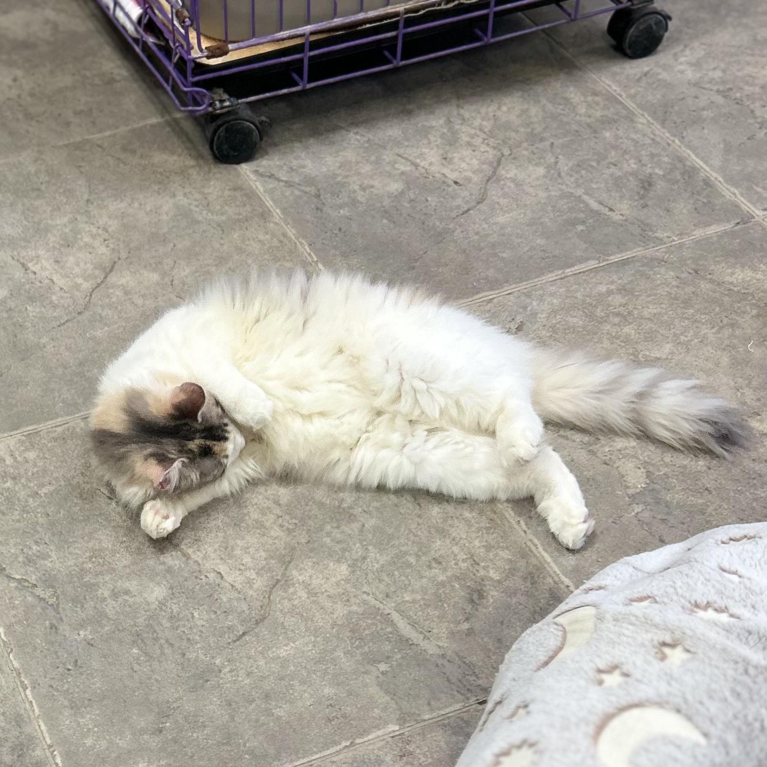 Enlarge Honolulu & Hawaii, a Adoptable American Shorthair in Seguin, TX image 5/6