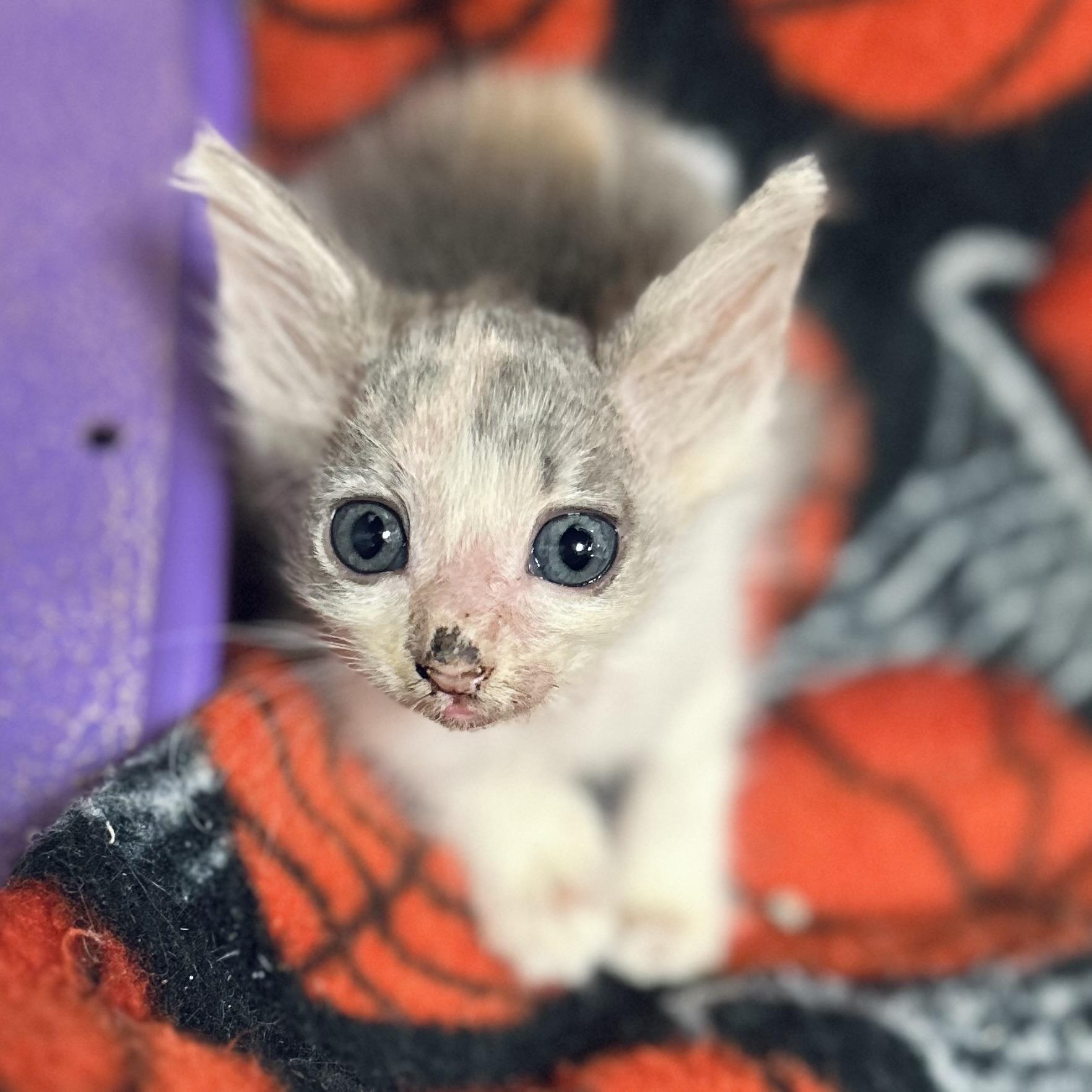 Enlarge Honolulu & Hawaii, a Adoptable American Shorthair in Seguin, TX image 6/6