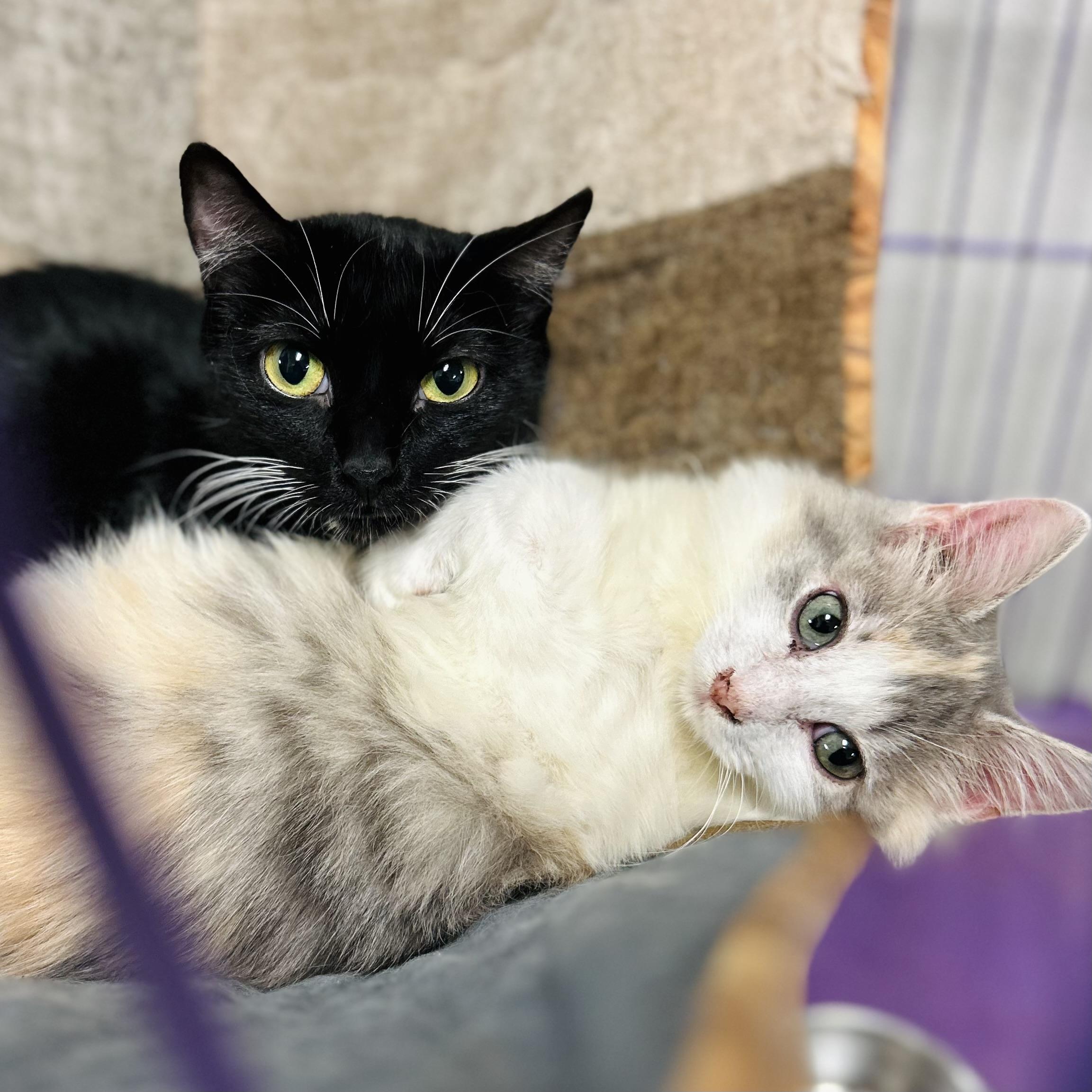 Honolulu & Hawaii, Adoptable, Young Female American Shorthair.