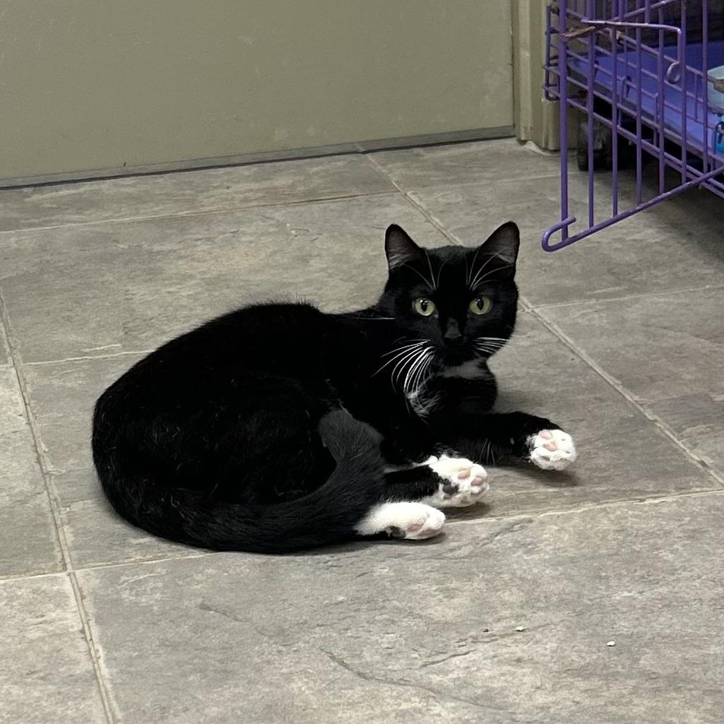 Enlarge Honolulu & Hawaii, a Adoptable American Shorthair in Seguin, TX image 2/6