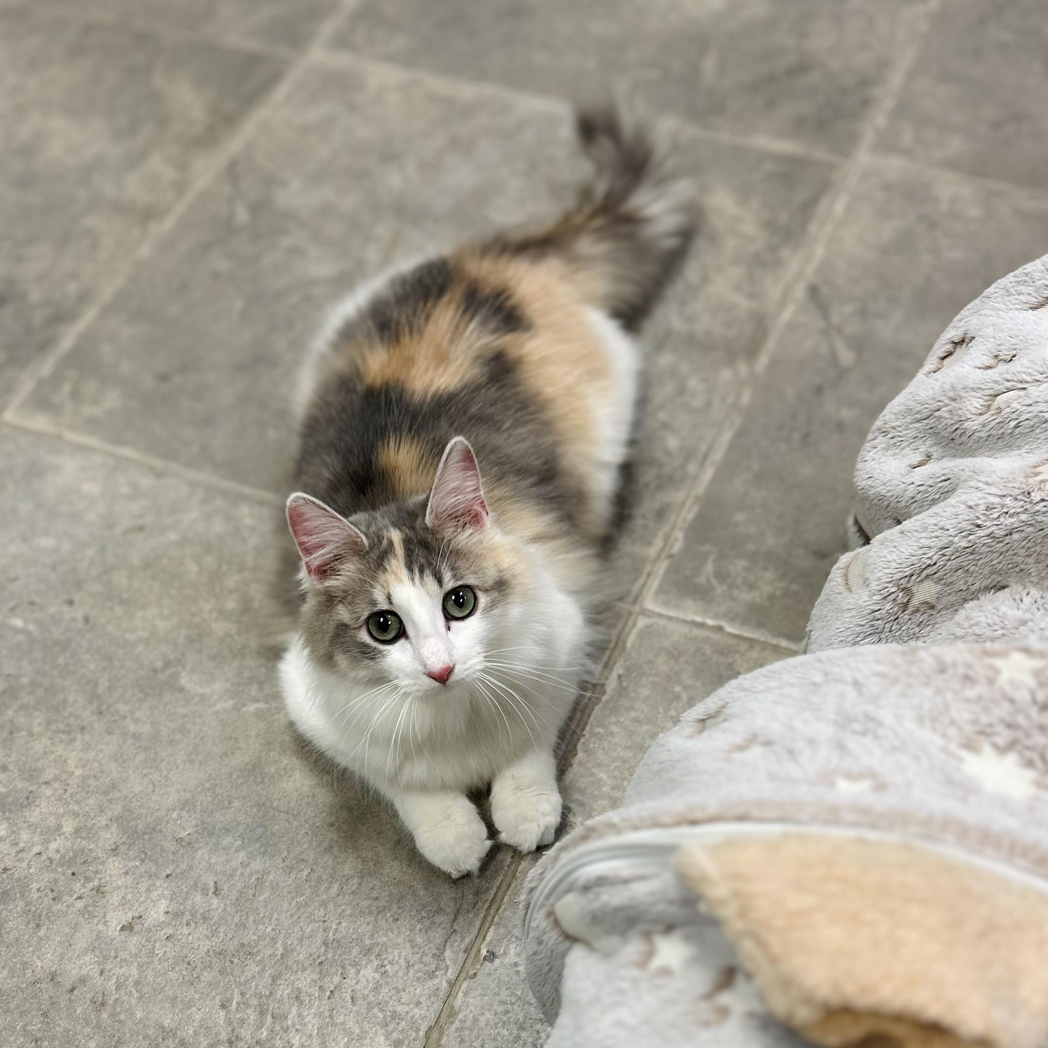 Enlarge Honolulu & Hawaii, a Adoptable American Shorthair in Seguin, TX image 3/6