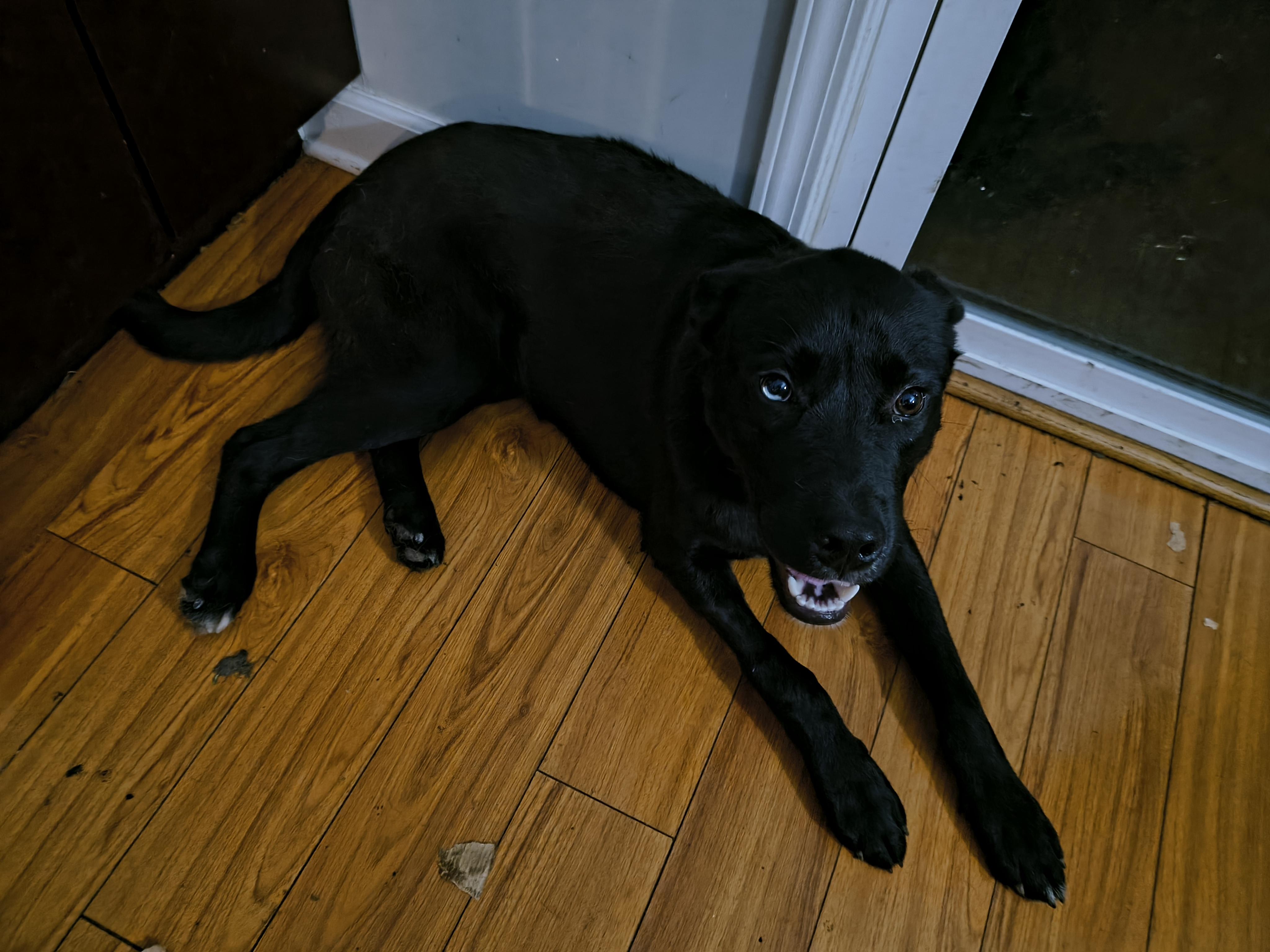 Enlarge Tyler, a ADOPTABLE mixed breed in Aurora, IL image 2/5