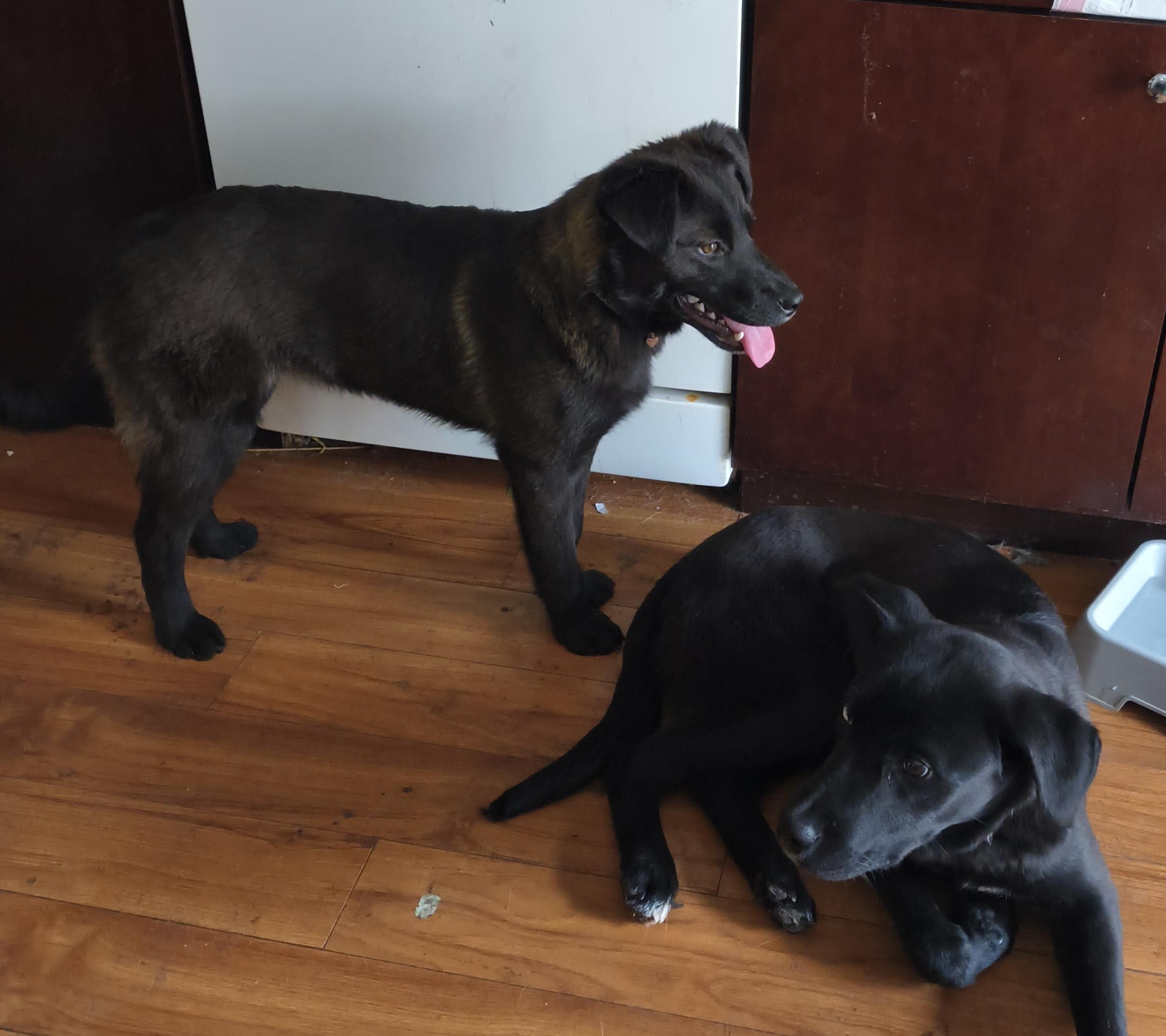 Enlarge Tyler, a ADOPTABLE mixed breed in Aurora, IL image 2/2