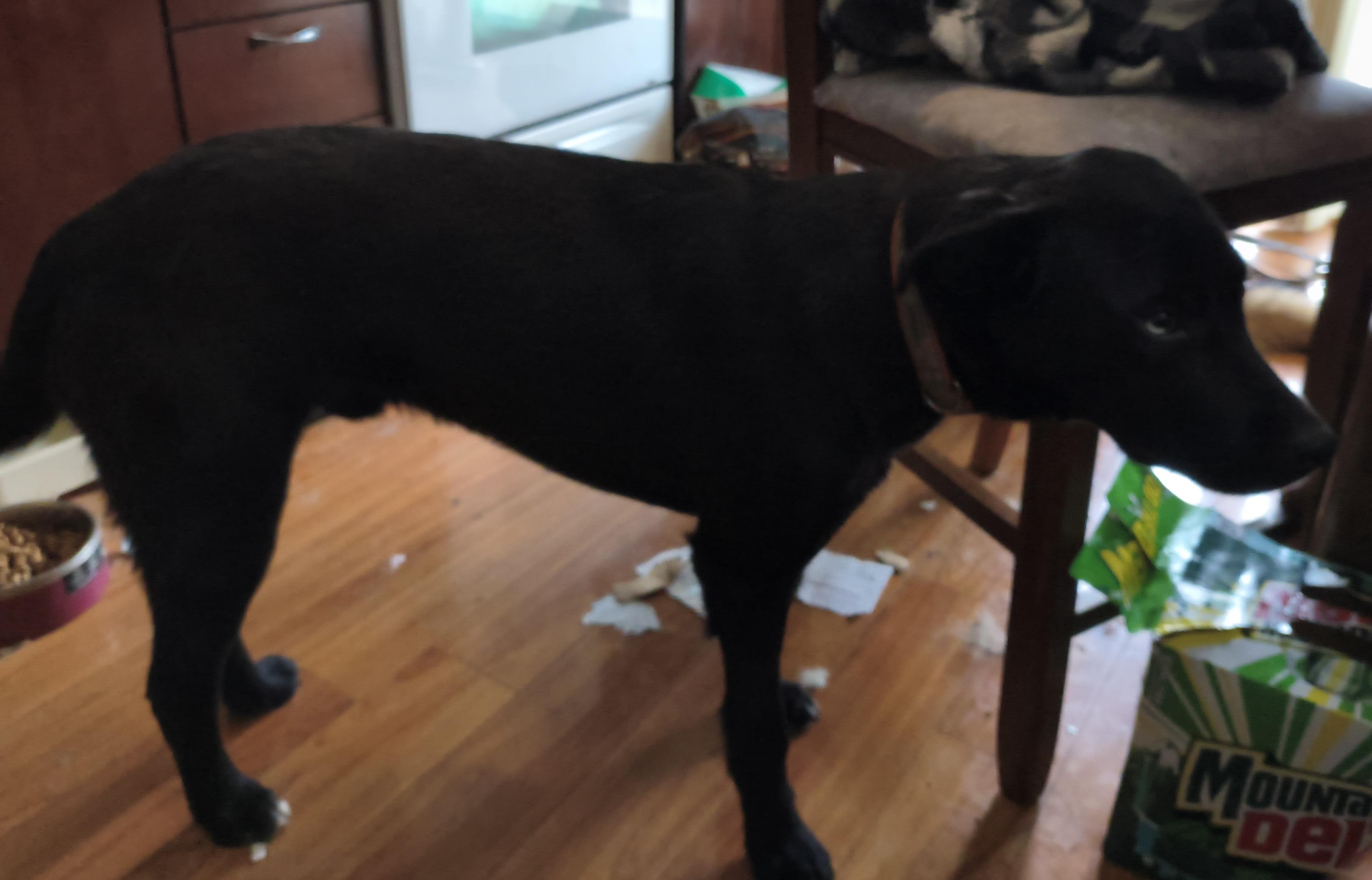 Enlarge Tyler, a ADOPTABLE mixed breed in Aurora, IL image 5/5