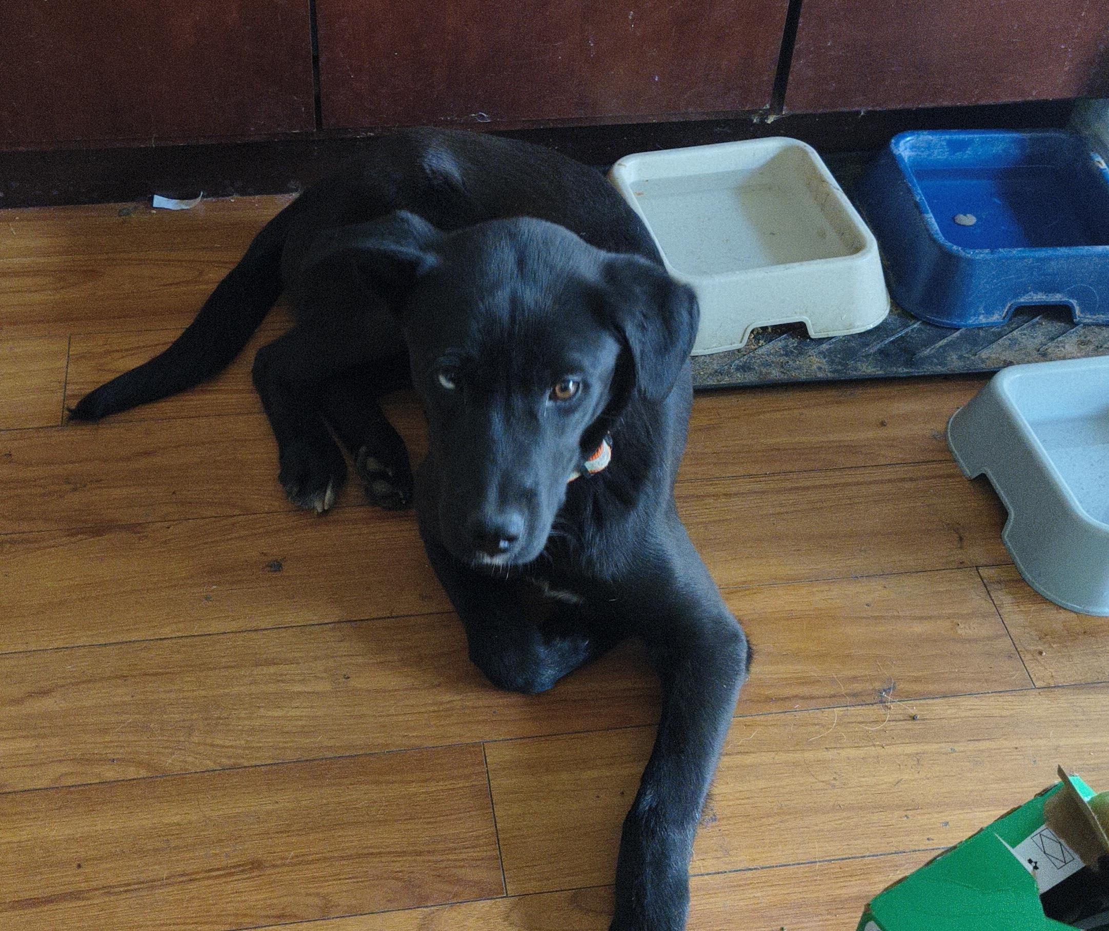 Enlarge Tyler, a ADOPTABLE mixed breed in Aurora, IL image 1/2