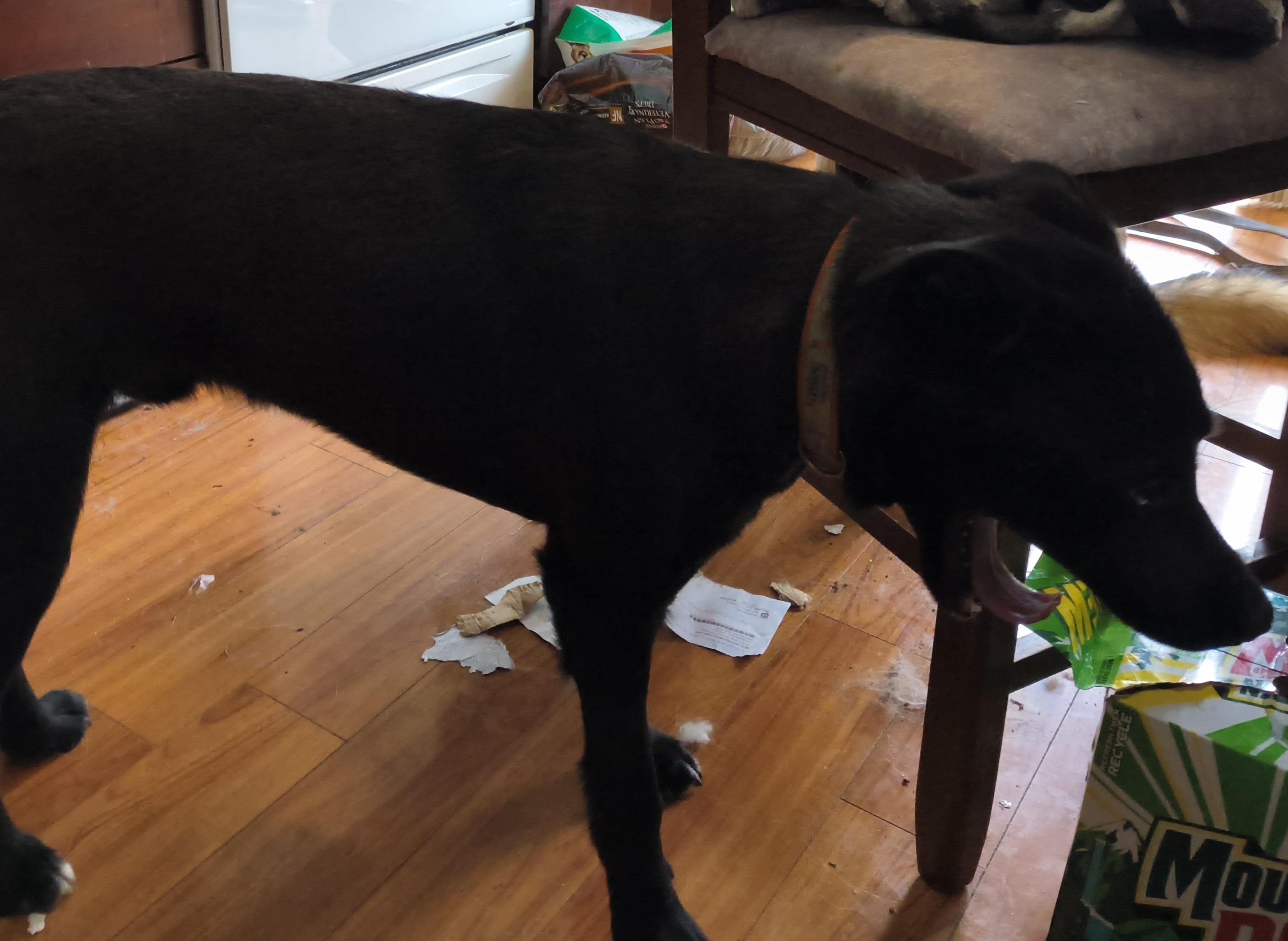 Enlarge Tyler, a ADOPTABLE mixed breed in Aurora, IL image 4/5