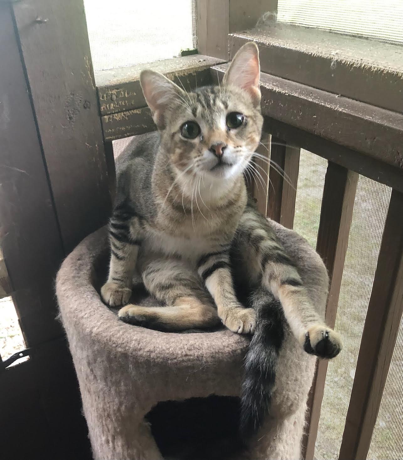 Cat for adoption Ollie The Talking Kitty!, a Domestic Short Hair