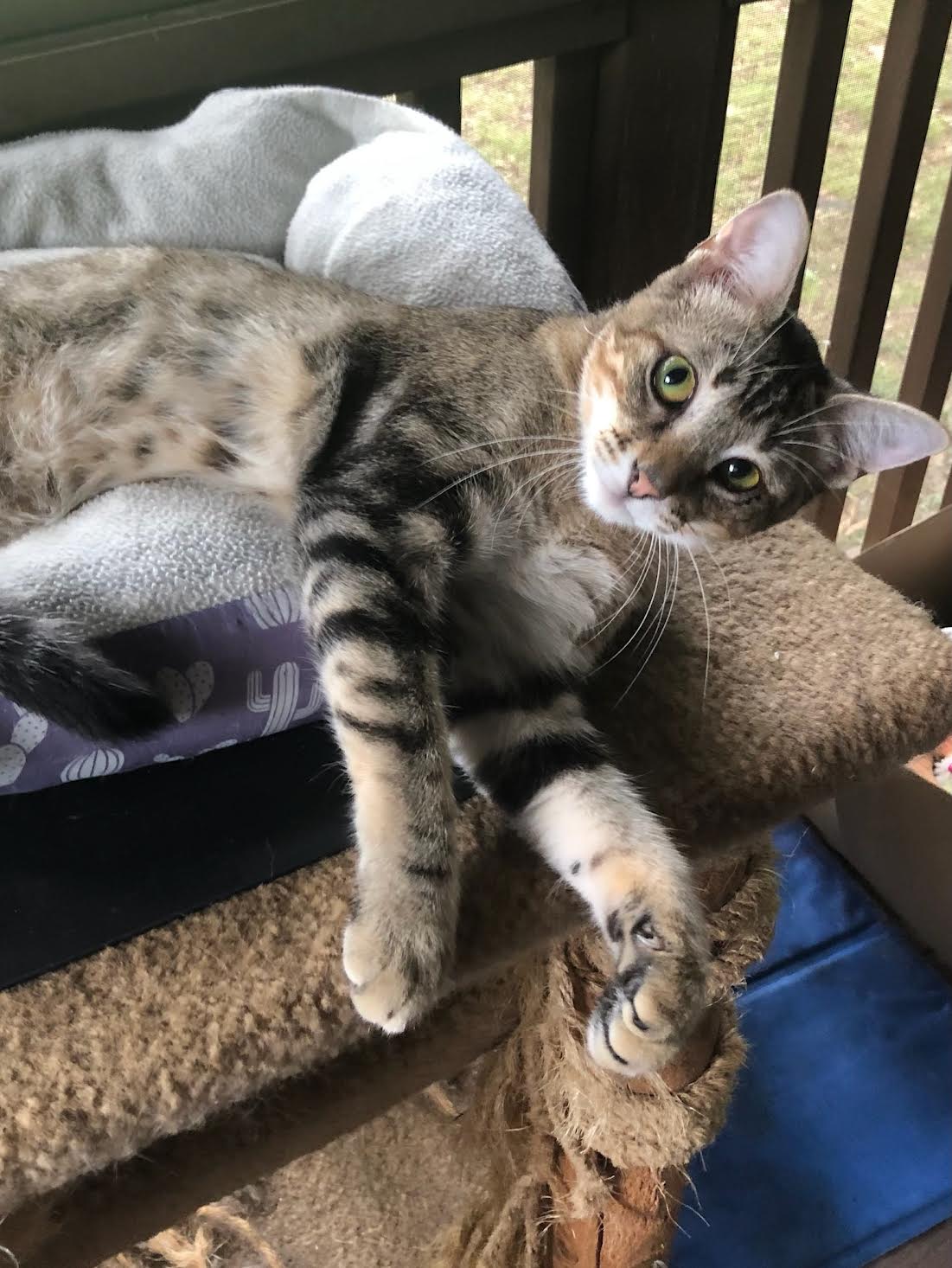 Cat for adoption Ollie The Talking Kitty!, a Domestic Short Hair