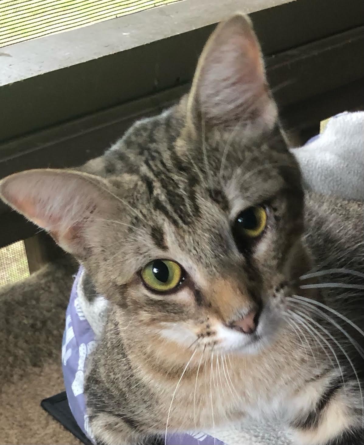 Cat for adoption Ollie The Talking Kitty!, a Domestic Short Hair