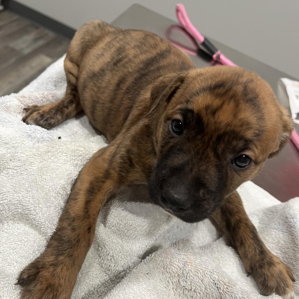 Enlarge Charlotte, a Adoptable mixed breed in Richmond Hill, GA image 1/1