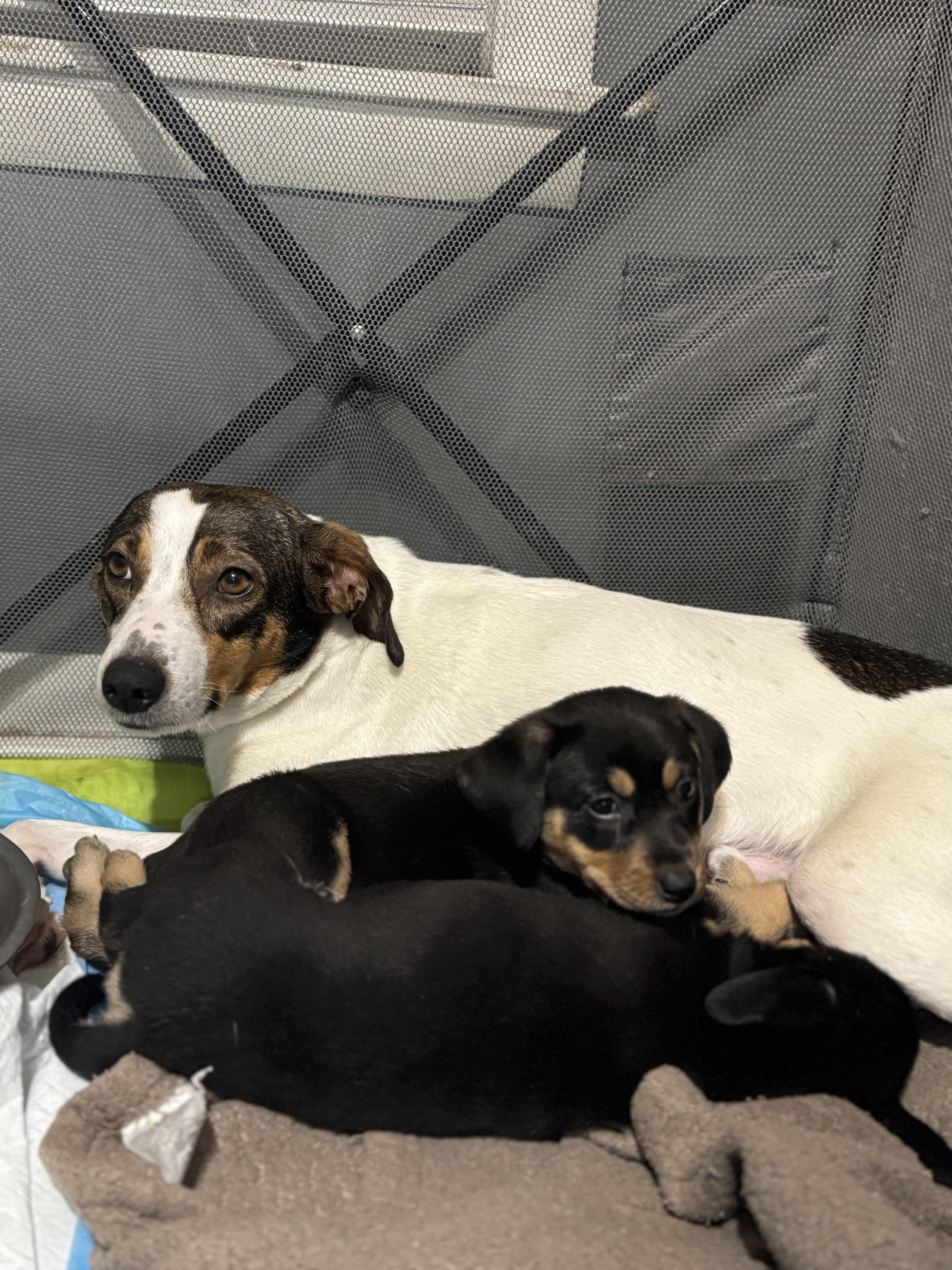 Enlarge Dorie! Patient and gentle girl , a ADOPTABLE mixed breed in RUSSIAVILLE, IN image 2/4