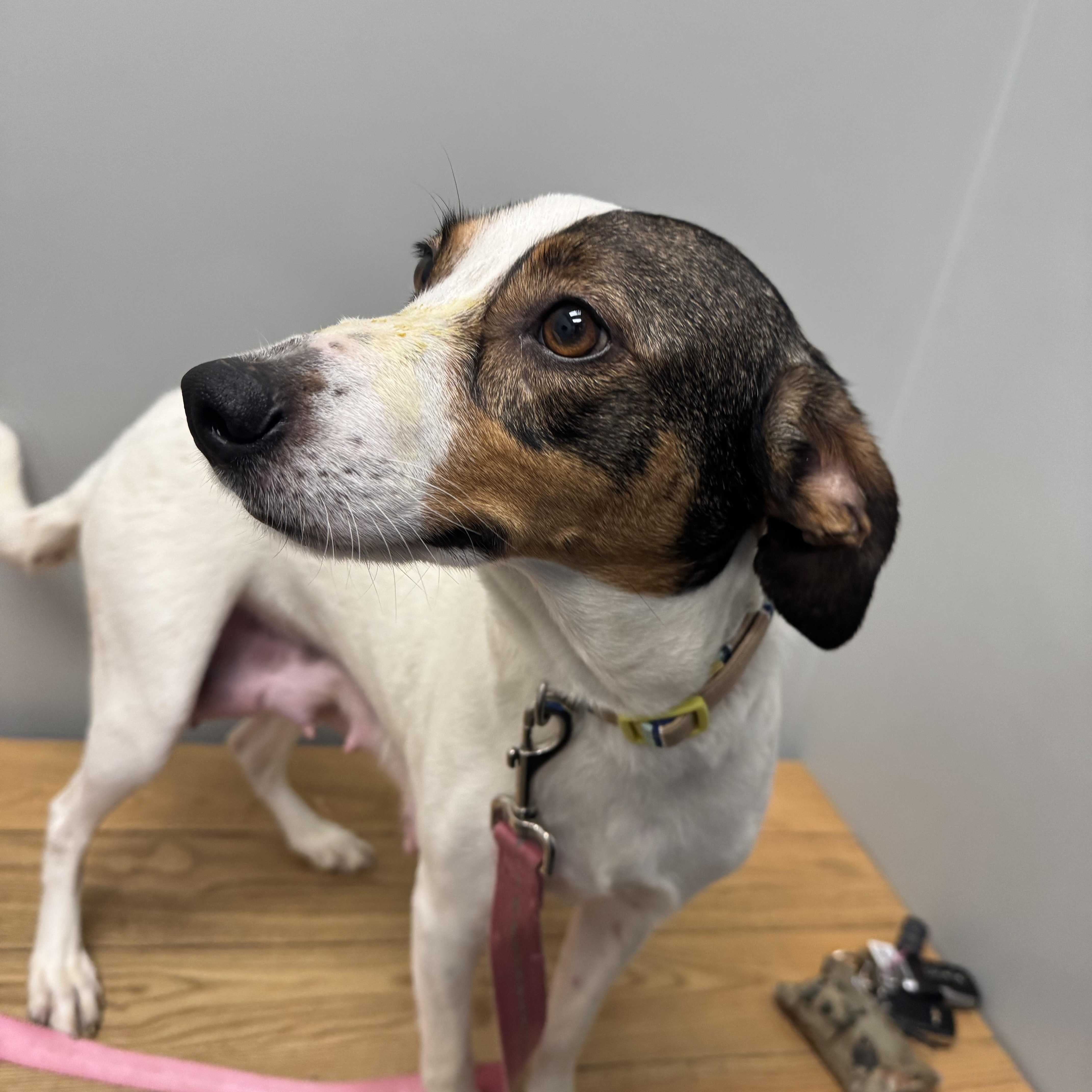 Enlarge Dorie! Patient and gentle girl , a ADOPTABLE mixed breed in RUSSIAVILLE, IN image 3/4