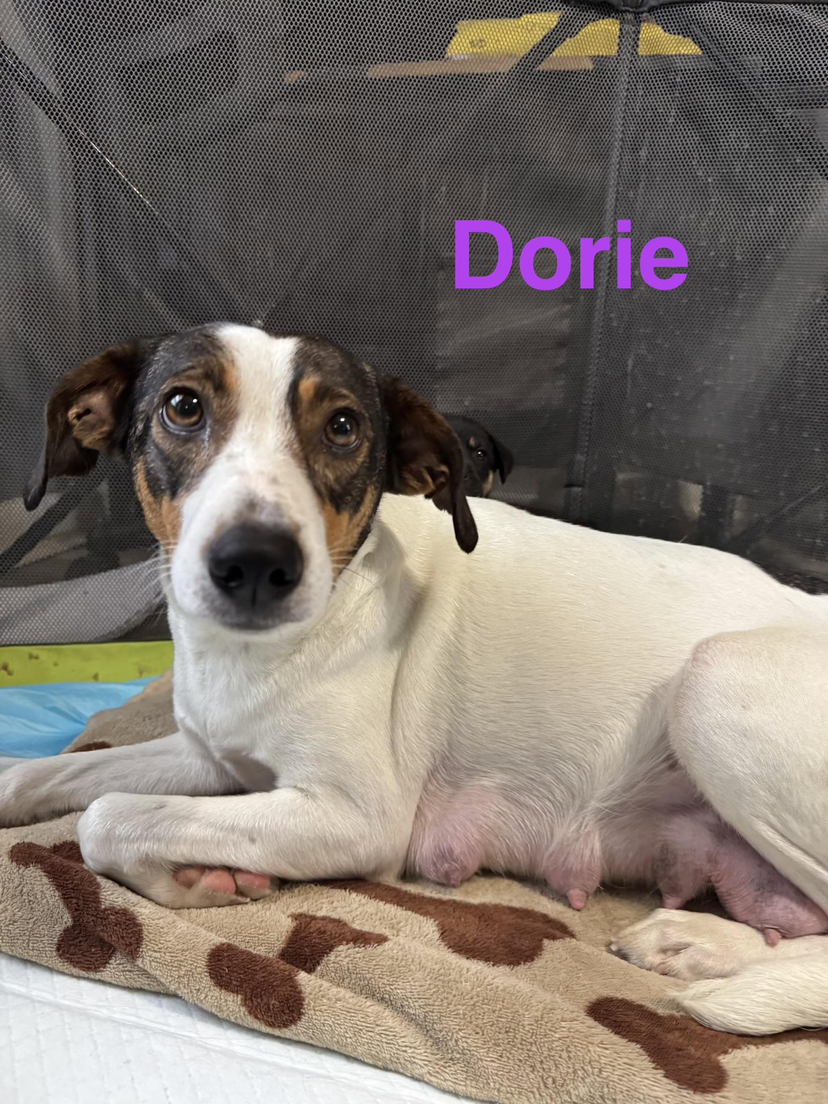 Enlarge Dorie! Patient and gentle girl , a ADOPTABLE mixed breed in RUSSIAVILLE, IN image 4/4