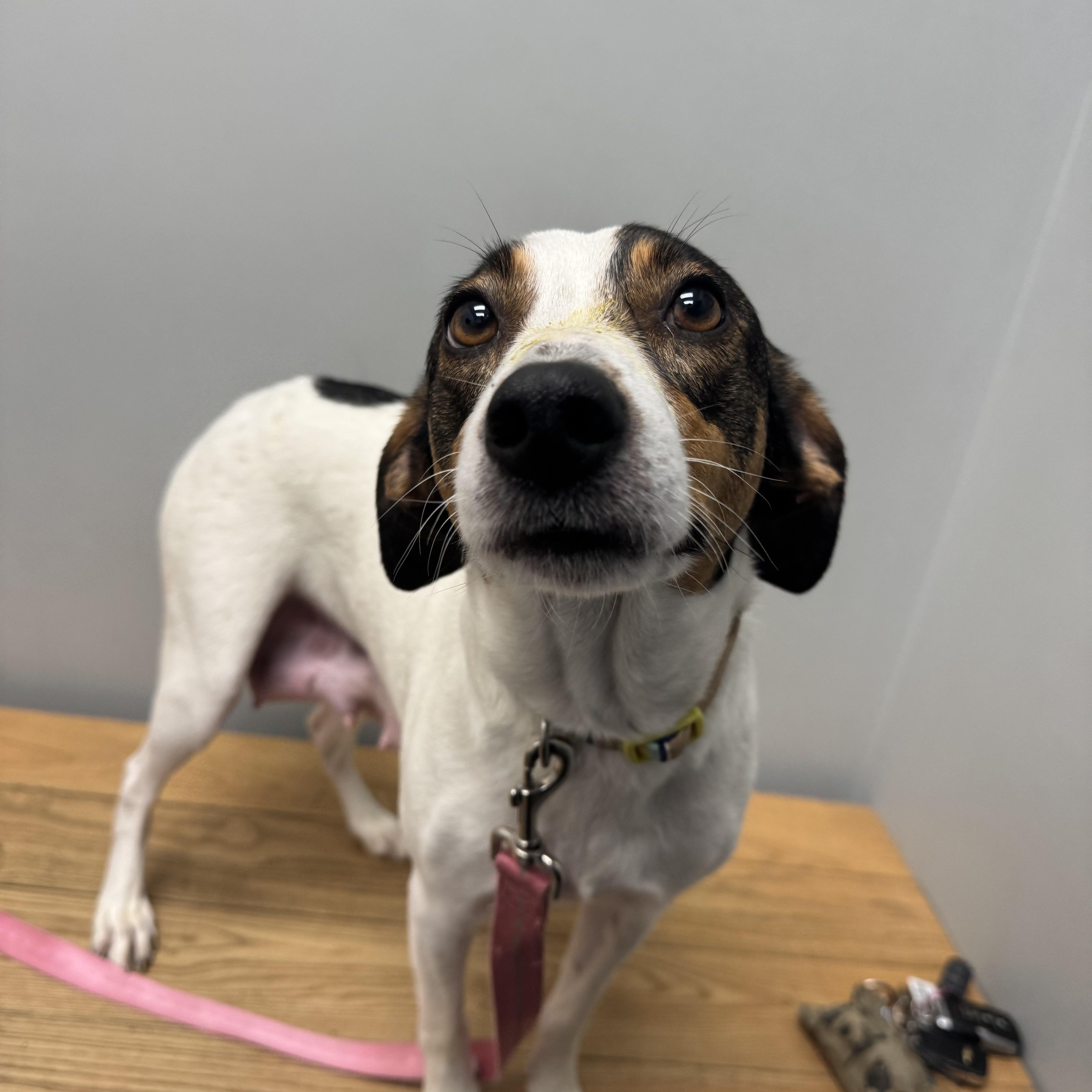 Enlarge Dorie! Patient and gentle girl , a ADOPTABLE mixed breed in RUSSIAVILLE, IN image 1/4