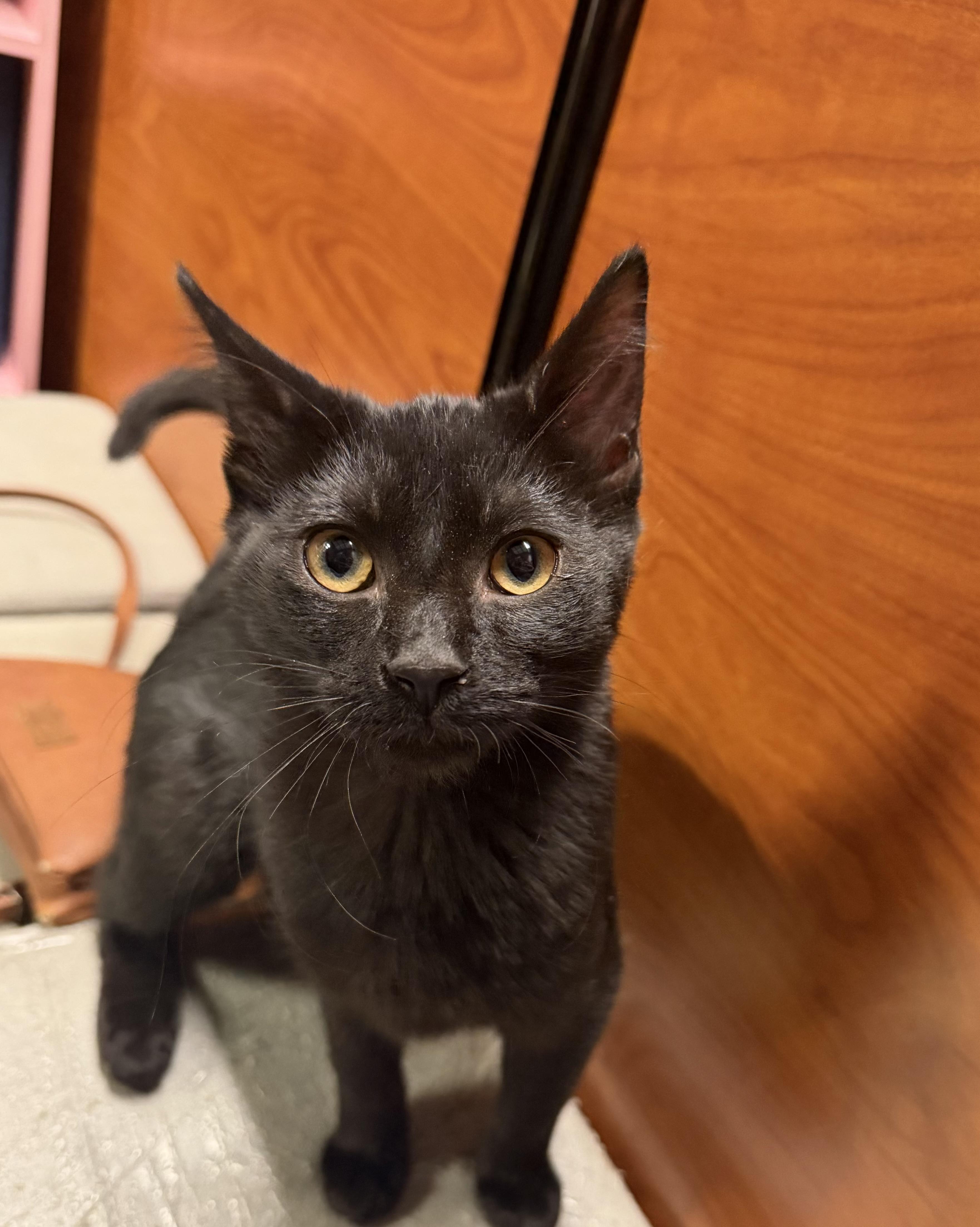 Panthera, Adoptable, Kitten Female Domestic Short Hair.