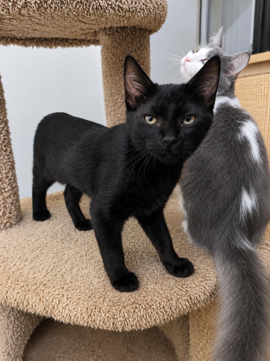 Enlarge Panthera, a Adoptable Domestic Short Hair in Rio Linda, CA image 2/4