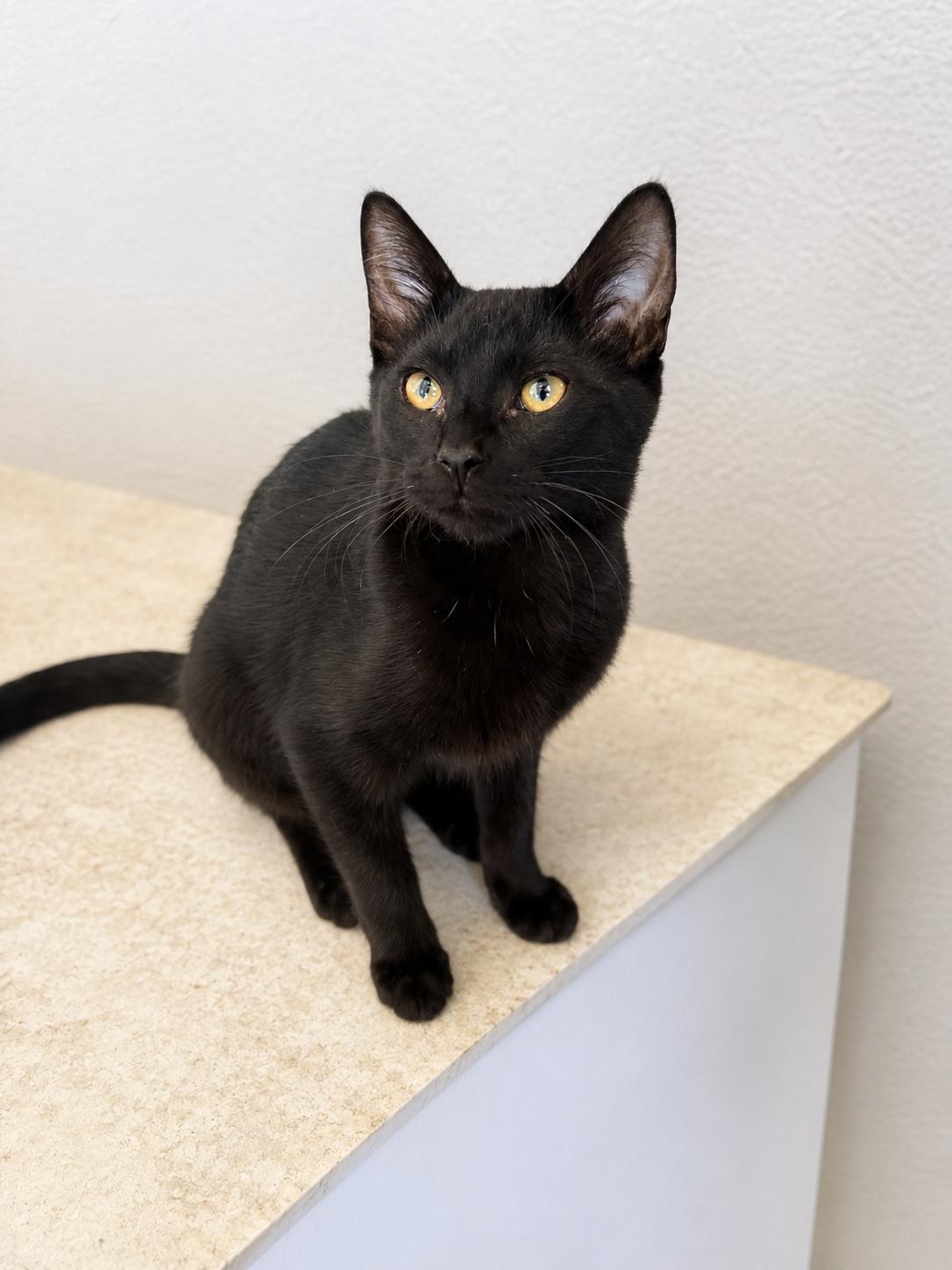 Enlarge Panthera, a Adoptable Domestic Short Hair in Rio Linda, CA image 3/4