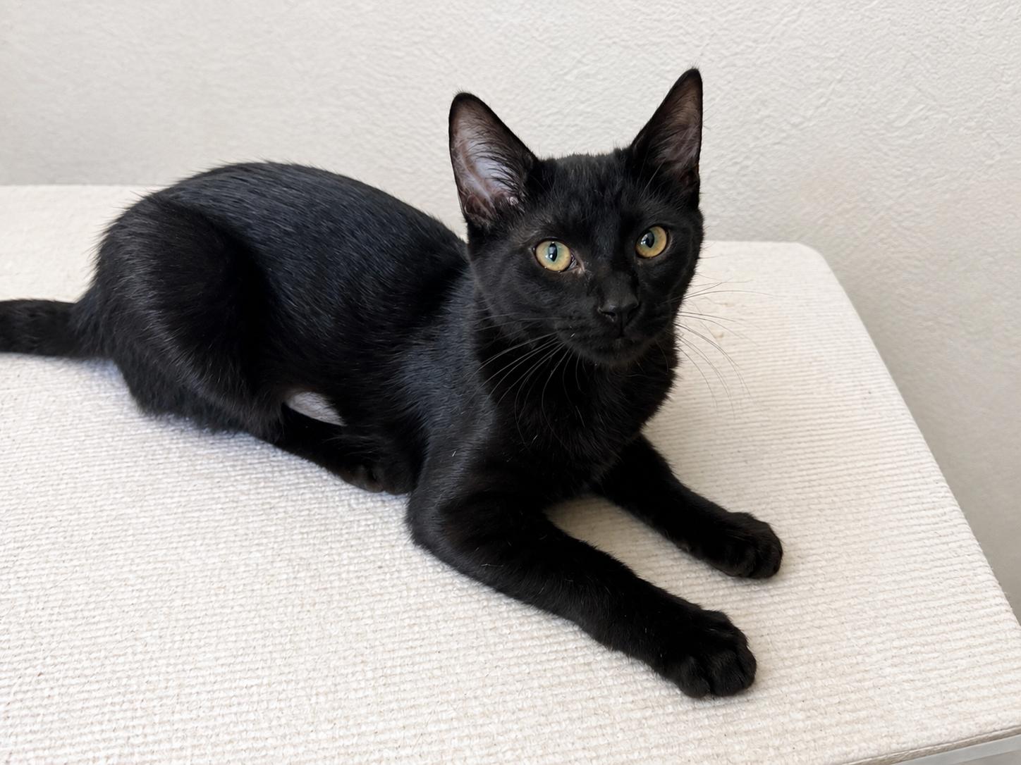 Enlarge Panthera, a Adoptable Domestic Short Hair in Rio Linda, CA image 4/4