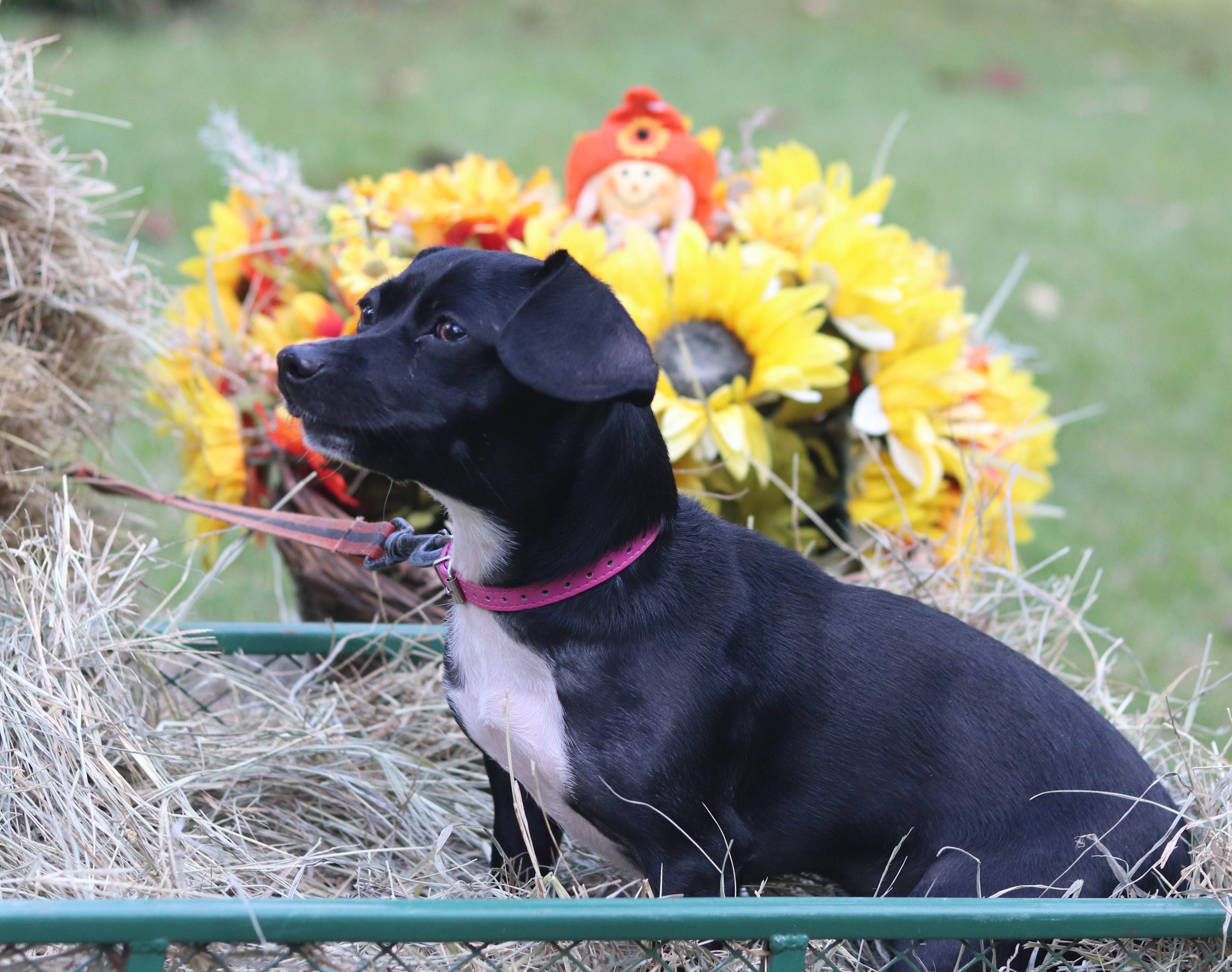 Onyx, Adopted, Young Female Dachshund & Chihuahua.
