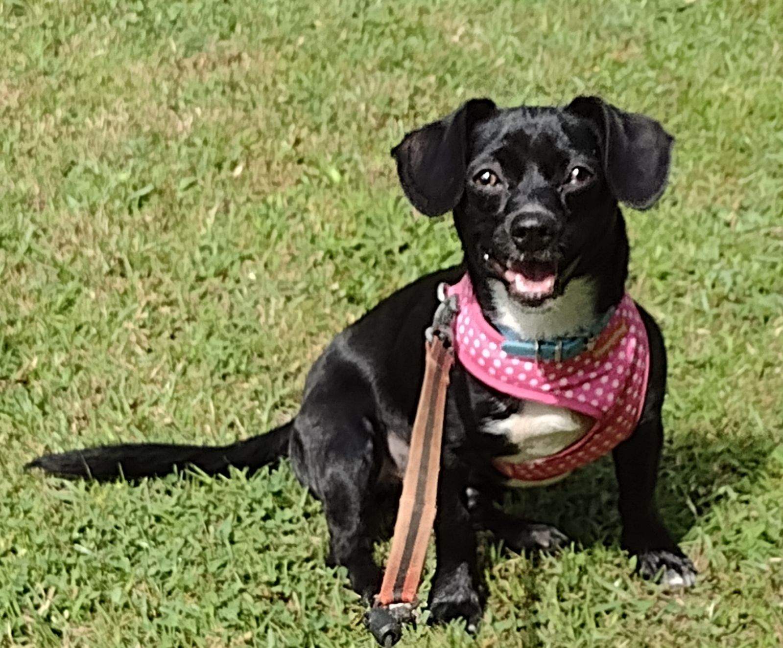 Onyx, a Adopted mixed breed in Hayden, AL image 3/5