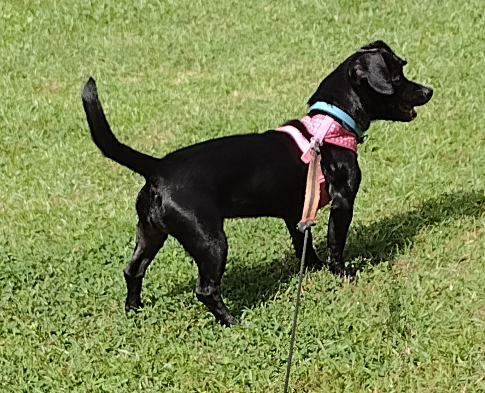Onyx, a Adopted mixed breed in Hayden, AL image 5/5