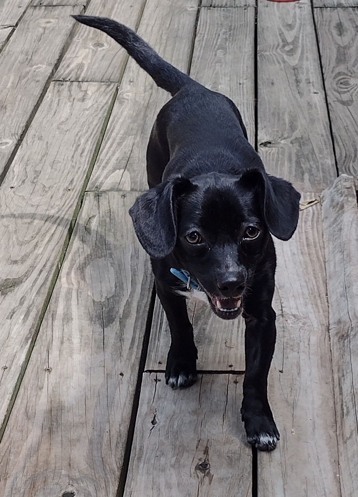 Onyx, a Adopted mixed breed in Hayden, AL image 4/5