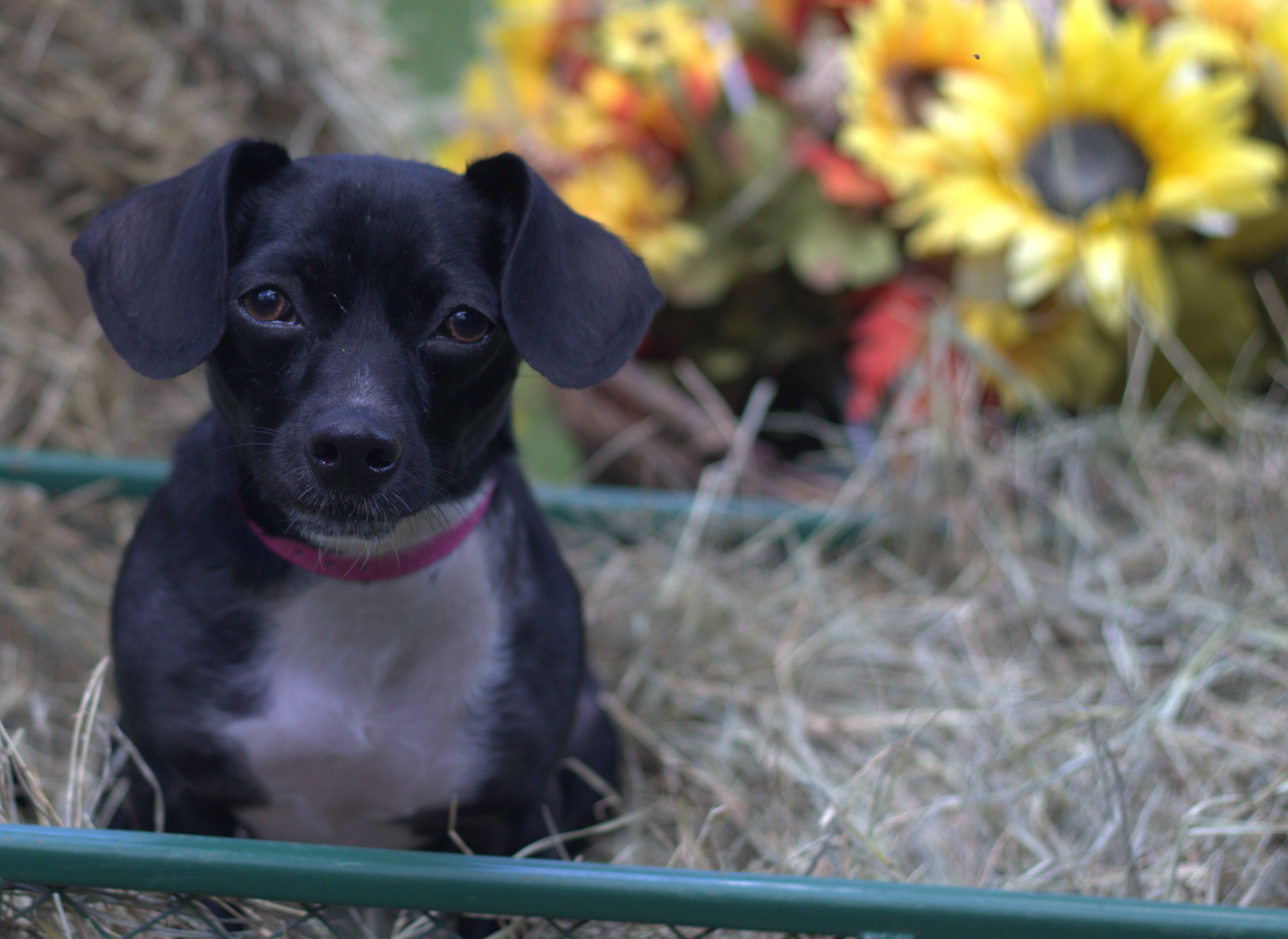 Onyx, a Adopted mixed breed in Hayden, AL image 2/5