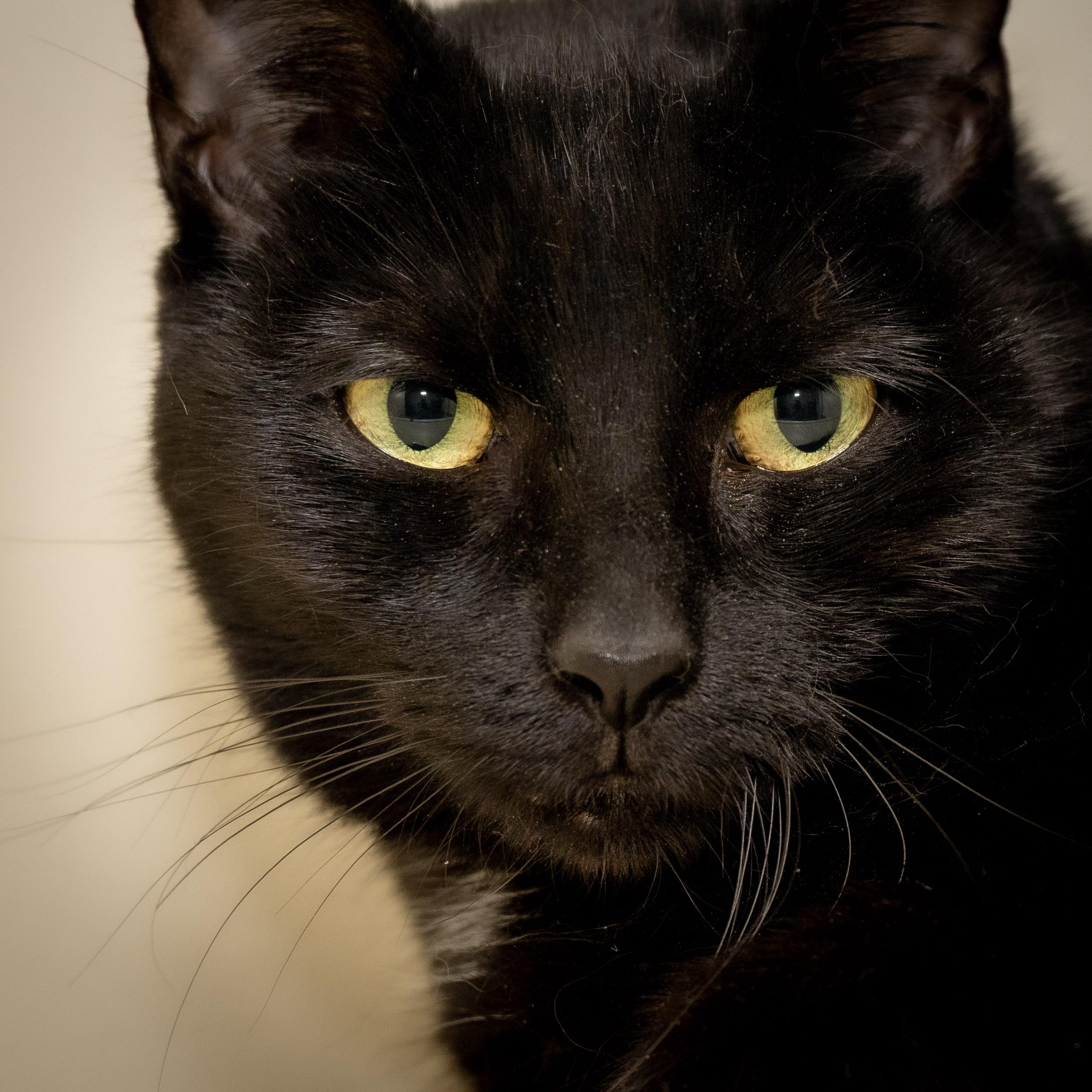 Taru — thumbnail 2