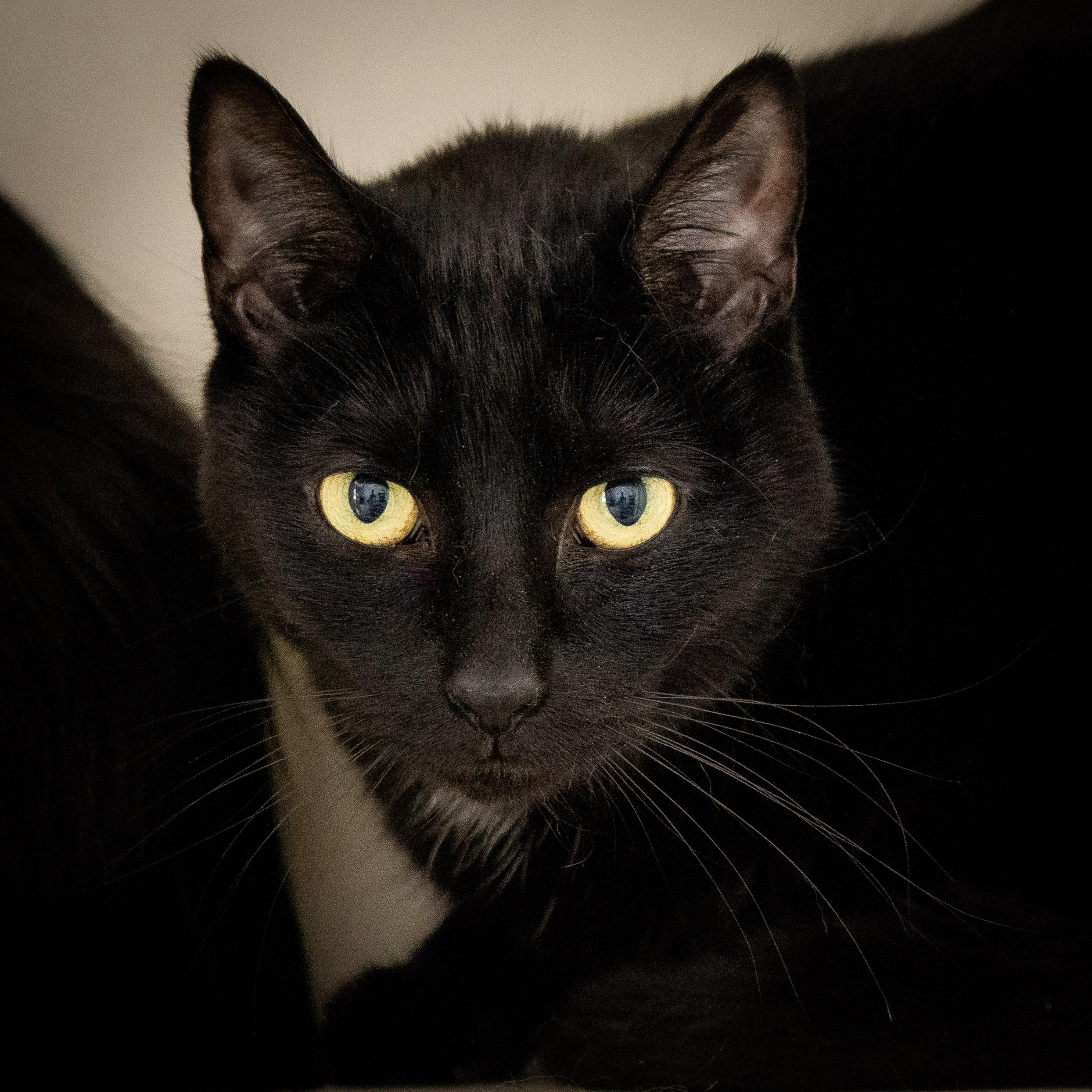 Taru — thumbnail 6