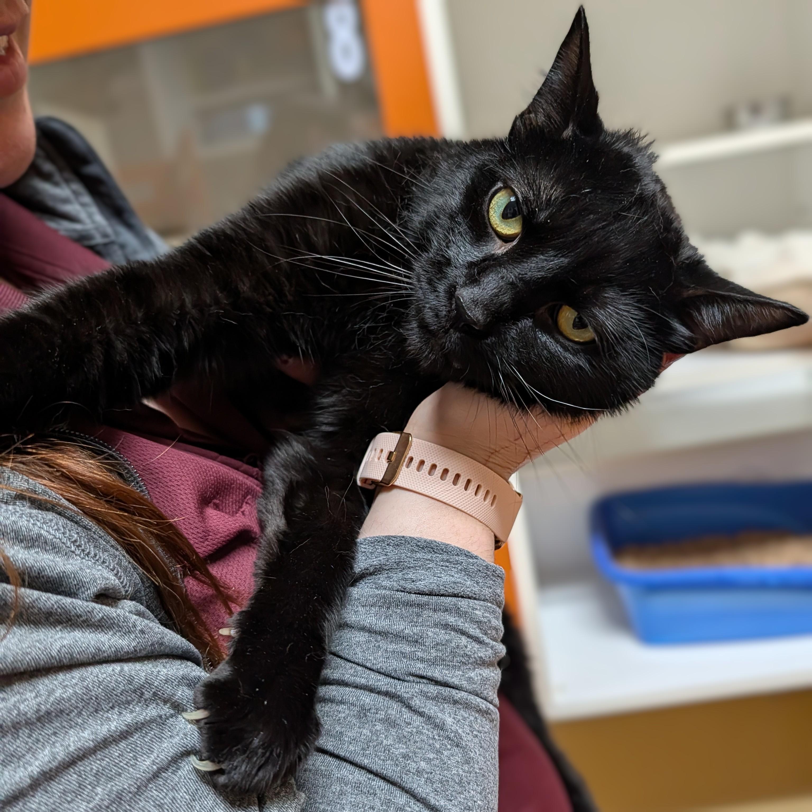 Enlarge Dante, a ADOPTABLE Domestic Short Hair in Accident, MD image 4/6