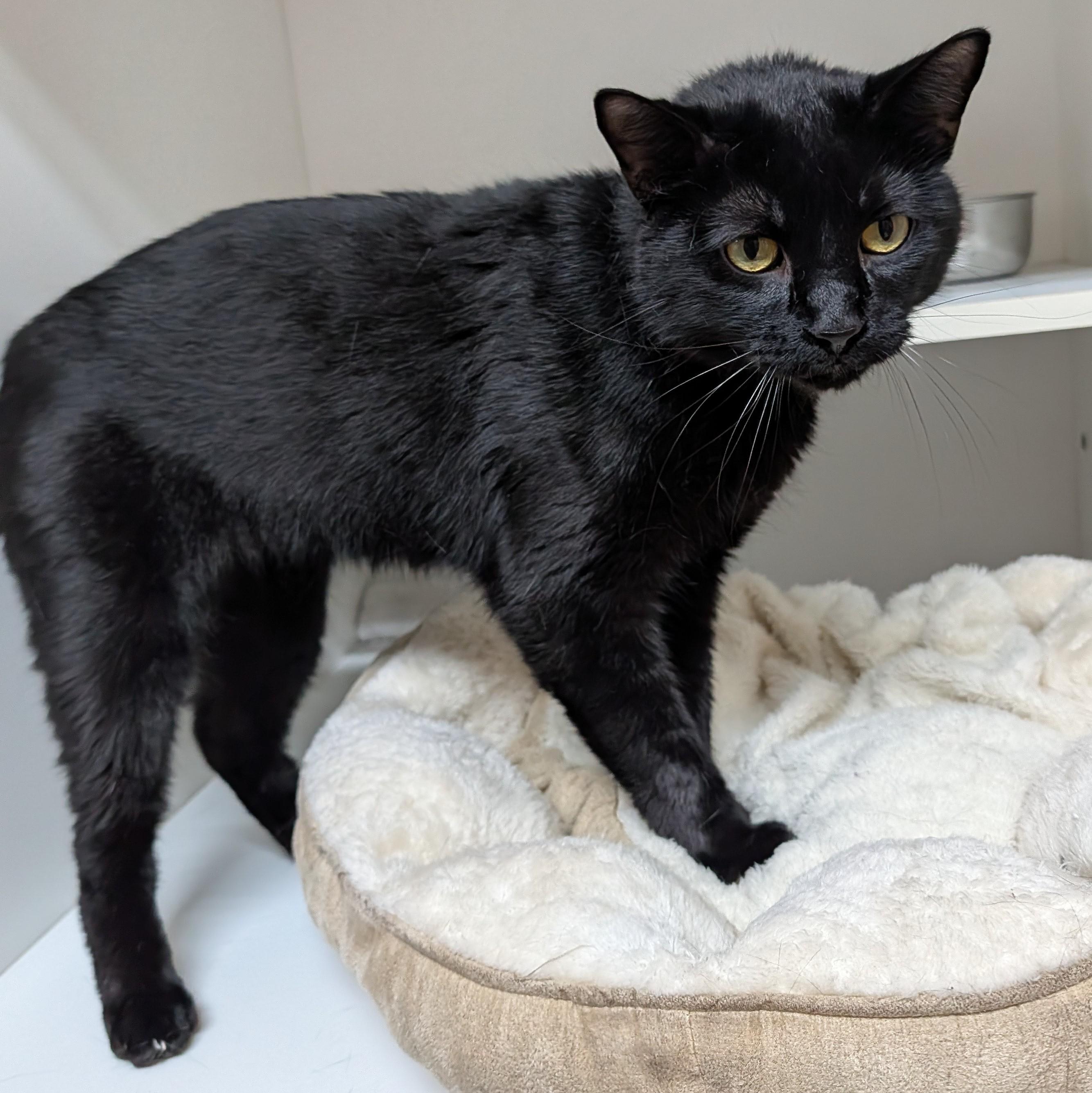 Enlarge Dante, a ADOPTABLE Domestic Short Hair in Accident, MD image 6/6