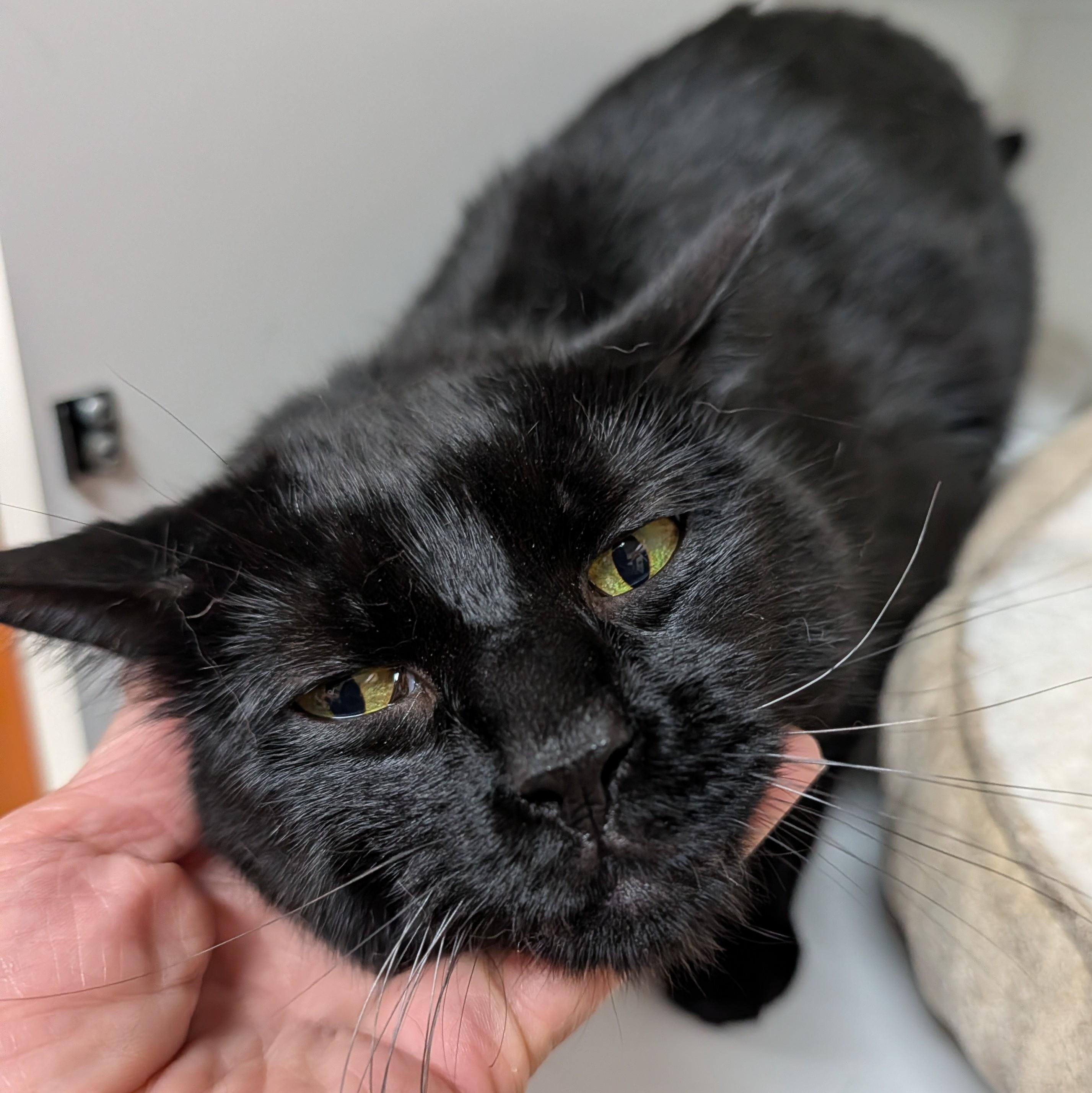 Enlarge Dante, a ADOPTABLE Domestic Short Hair in Accident, MD image 2/6