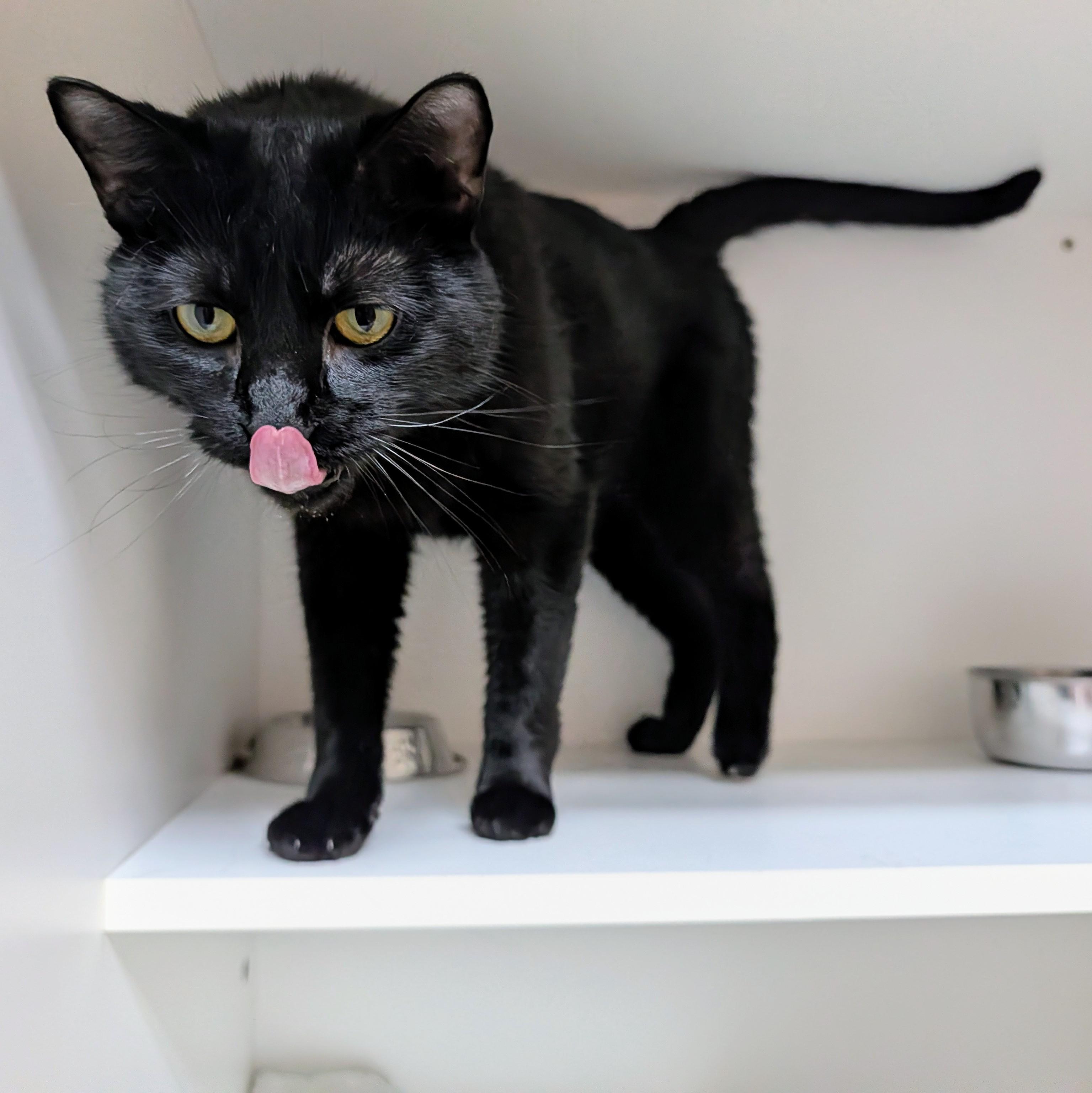 Enlarge Dante, a ADOPTABLE Domestic Short Hair in Accident, MD image 5/6
