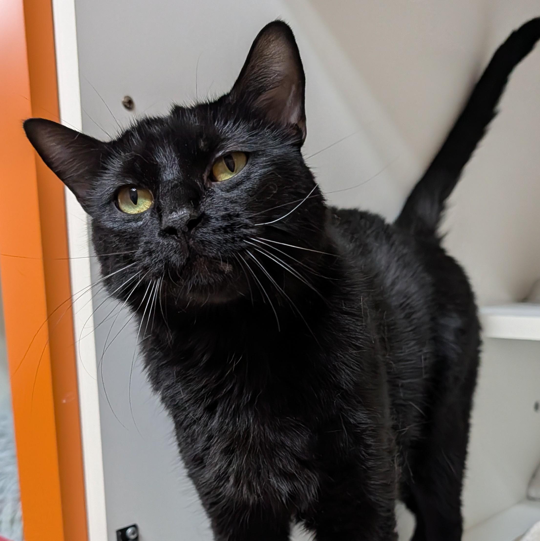 Enlarge Dante, a ADOPTABLE Domestic Short Hair in Accident, MD image 1/6