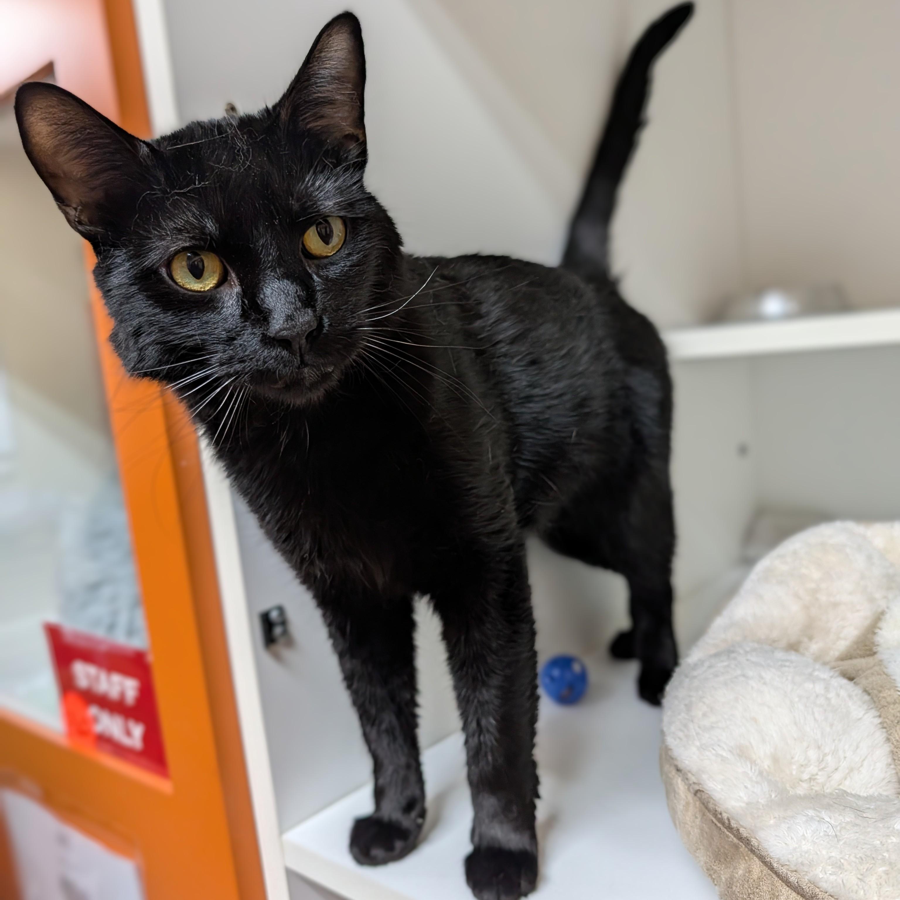 Enlarge Dante, a ADOPTABLE Domestic Short Hair in Accident, MD image 3/6